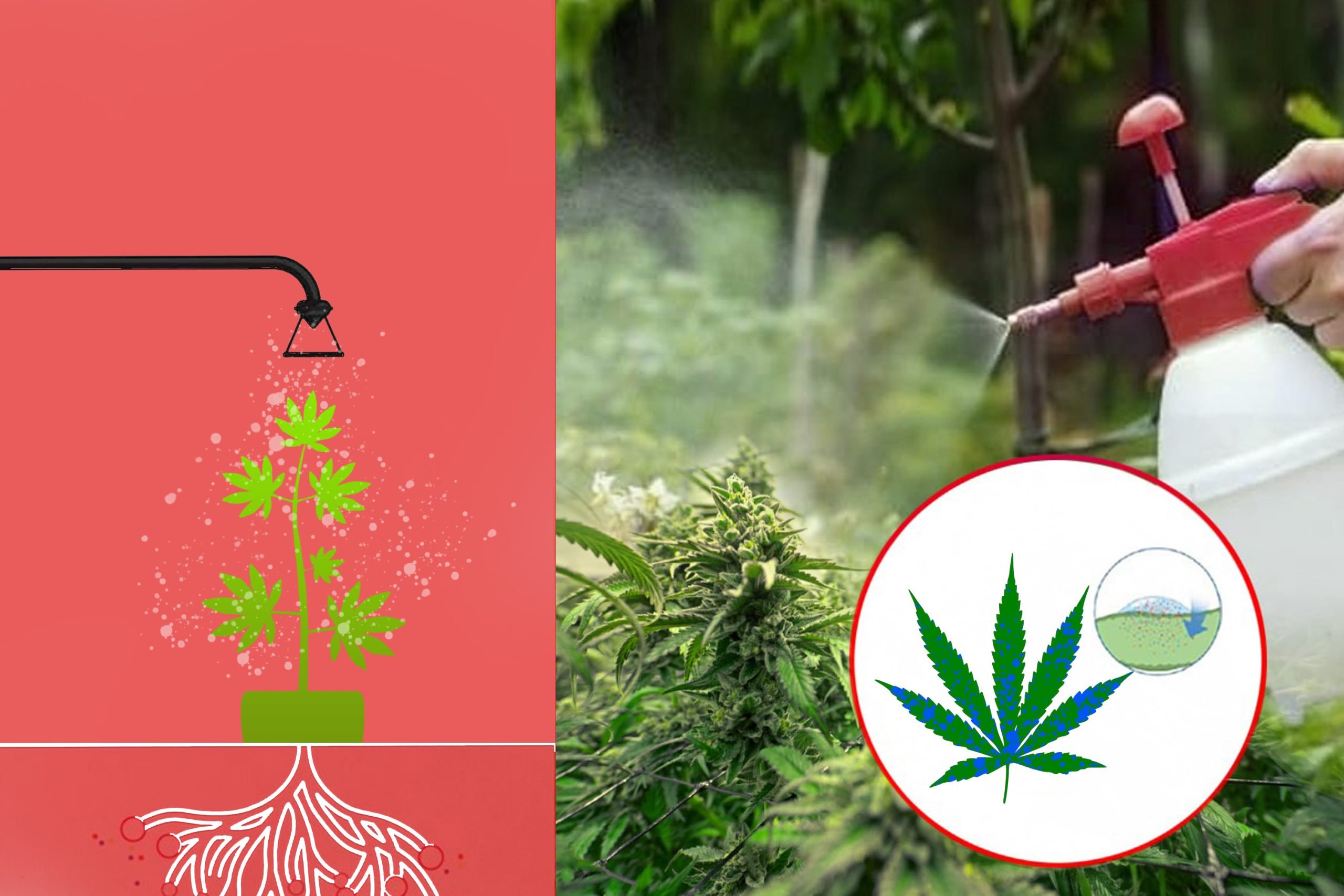 Knowing The Foliar Feeding Mechanism In Cannabis Scaled, Crop King Seeds
