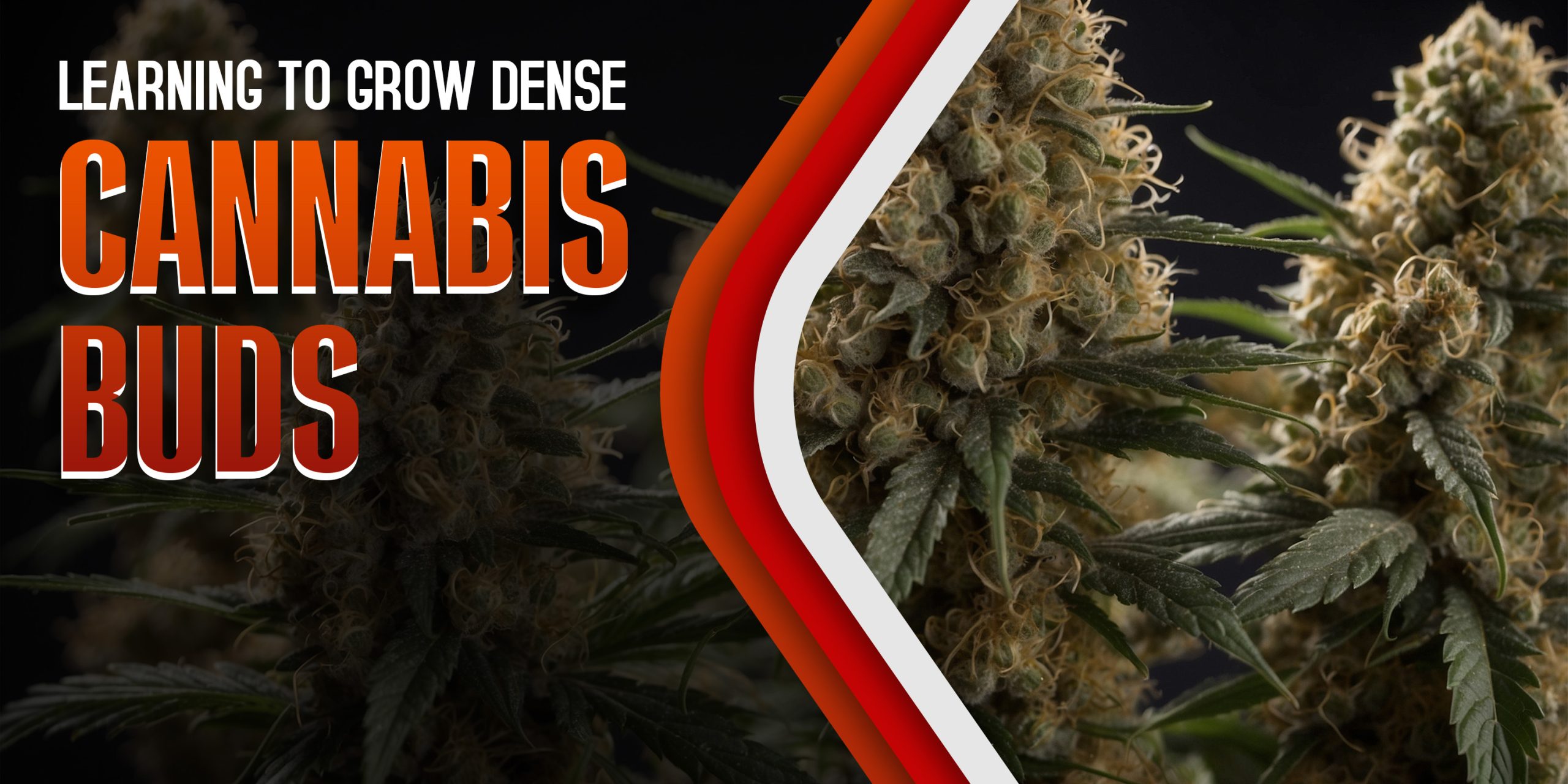 Learning to Grow Dense Cannabis Buds
