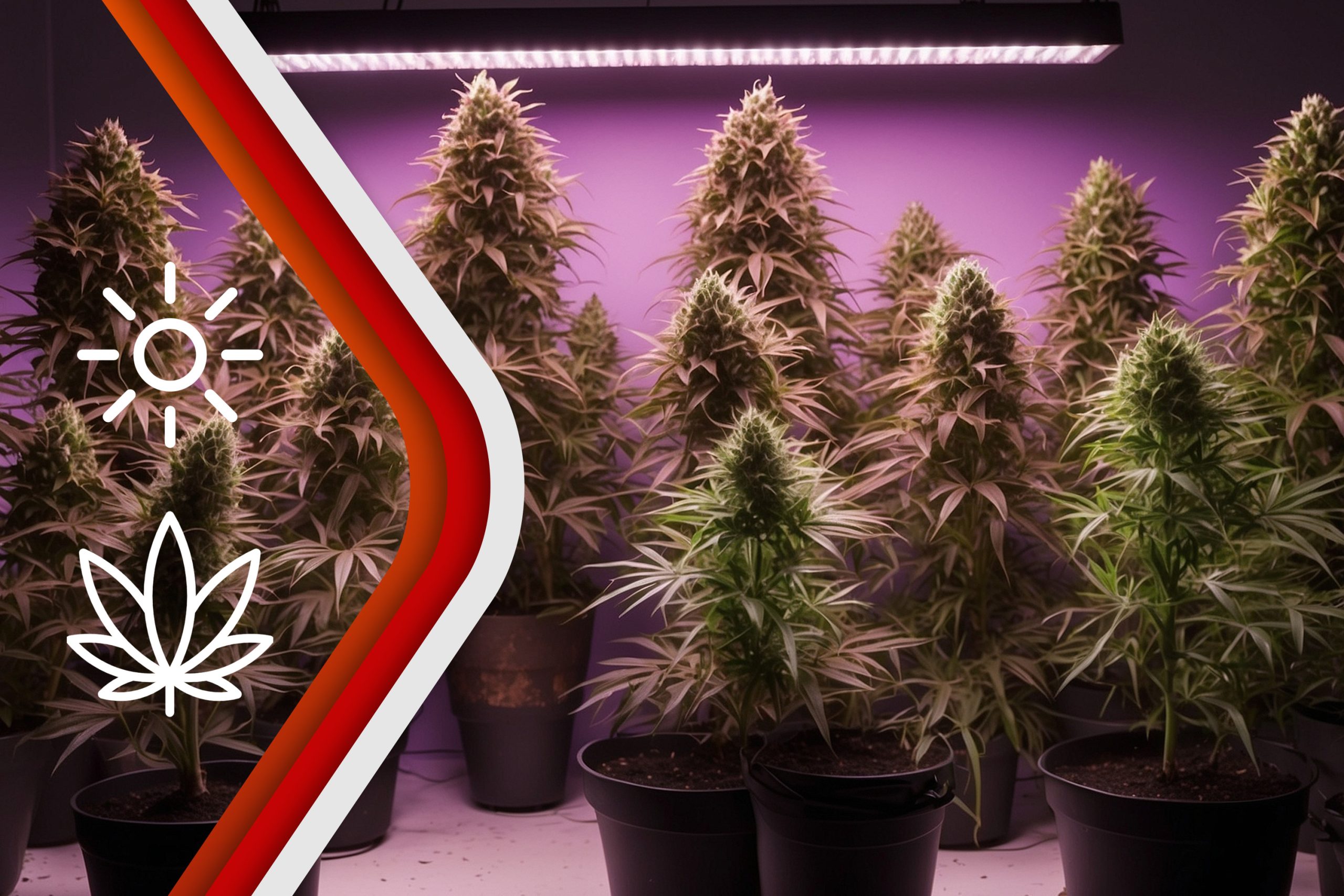 Maximizing Lighting Conditions For Maximum Bud Density Scaled, Crop King Seeds