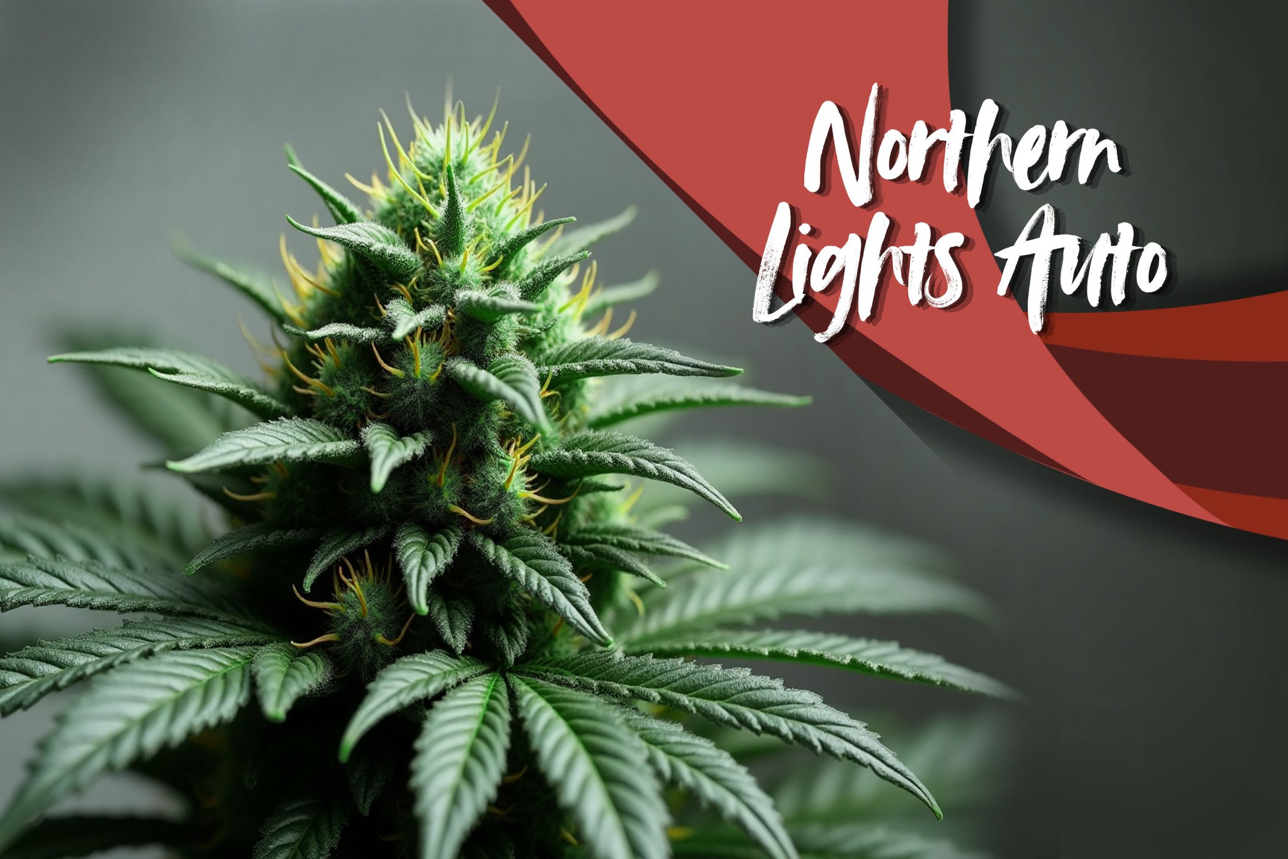 Northern Lights Auto Scaled, Crop King Seeds