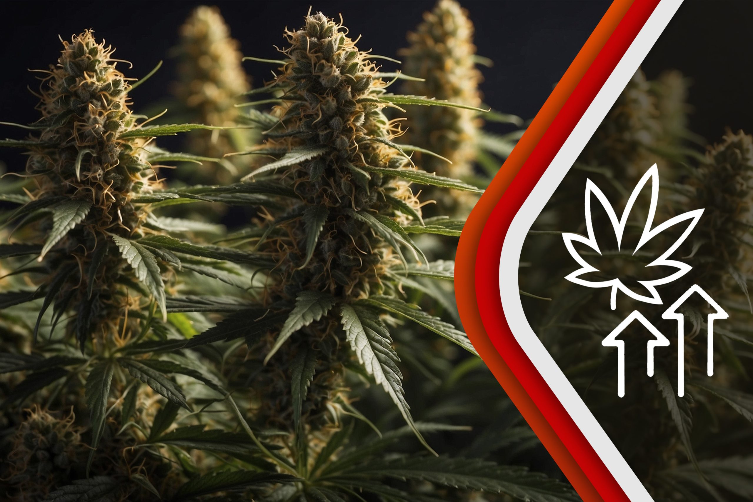Nutrient Maximization For Dense Marijuana Buds Scaled, Crop King Seeds