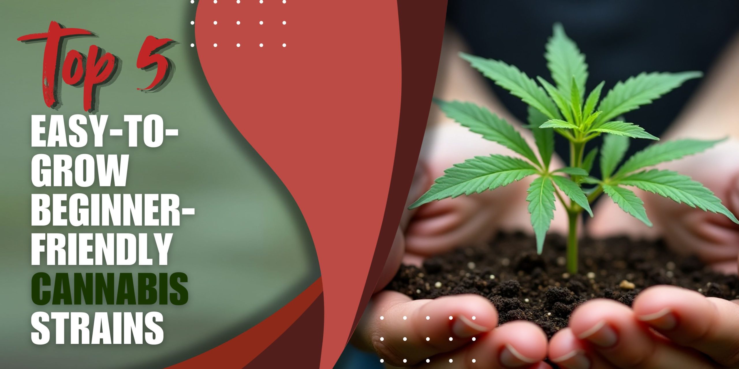 Top 5 Easy-to-Grow Beginner-Friendly Cannabis Strains