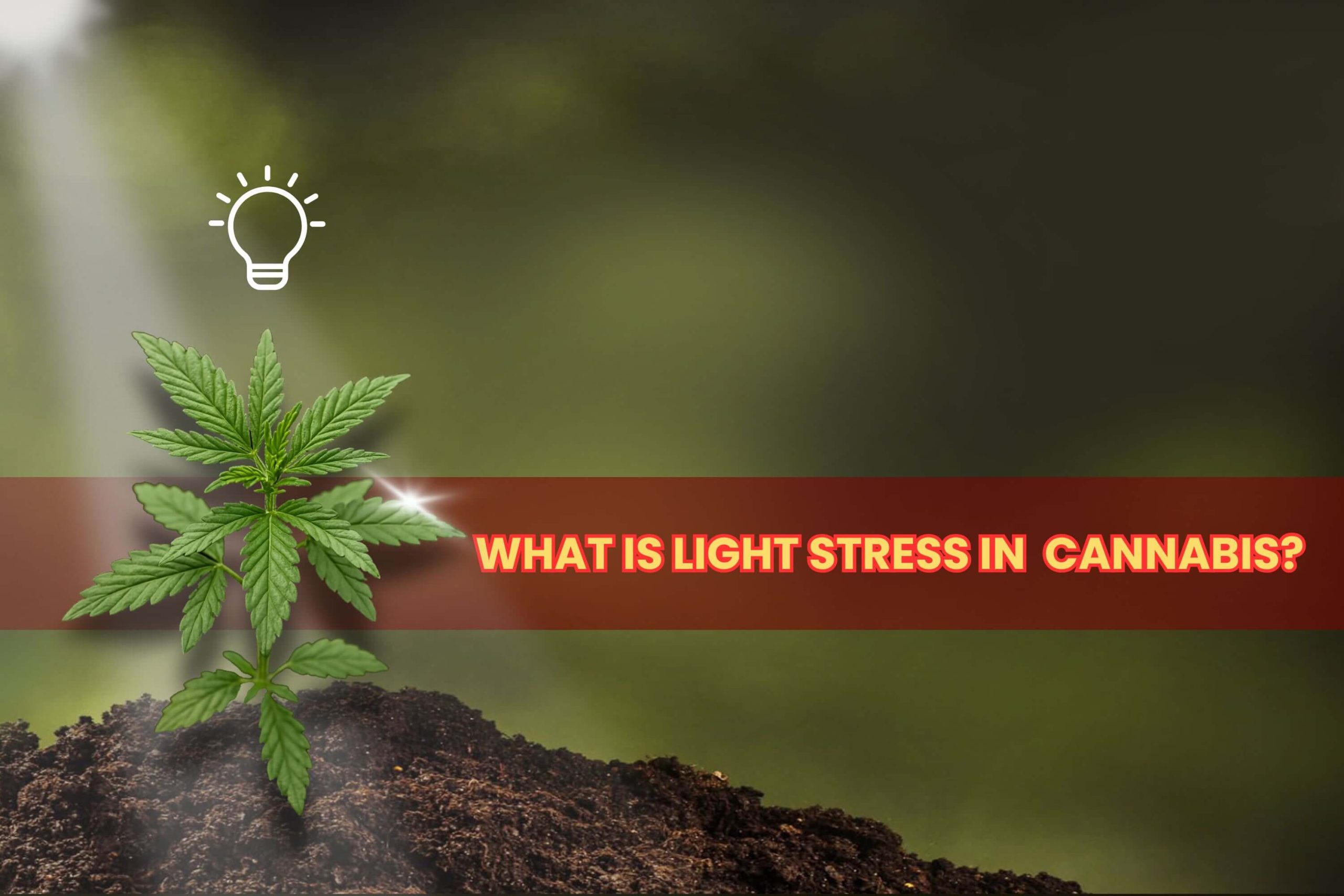 Understanding Light Stress In Cannabis Scaled, Crop King Seeds