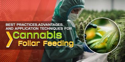 Best Practices Advantages And Application Techniques For Cannabis Foliar Feeding, Crop King Seeds