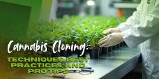Cannabis Cloning_ Techniques, Best Practices, and Pro Tips