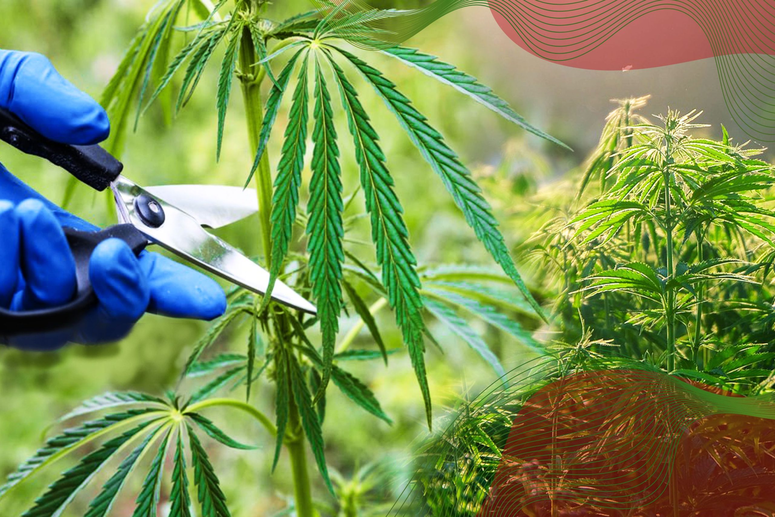 Cannabis Indications That It Is Ready To Be Harvested Leaf Color Scaled, Crop King Seeds