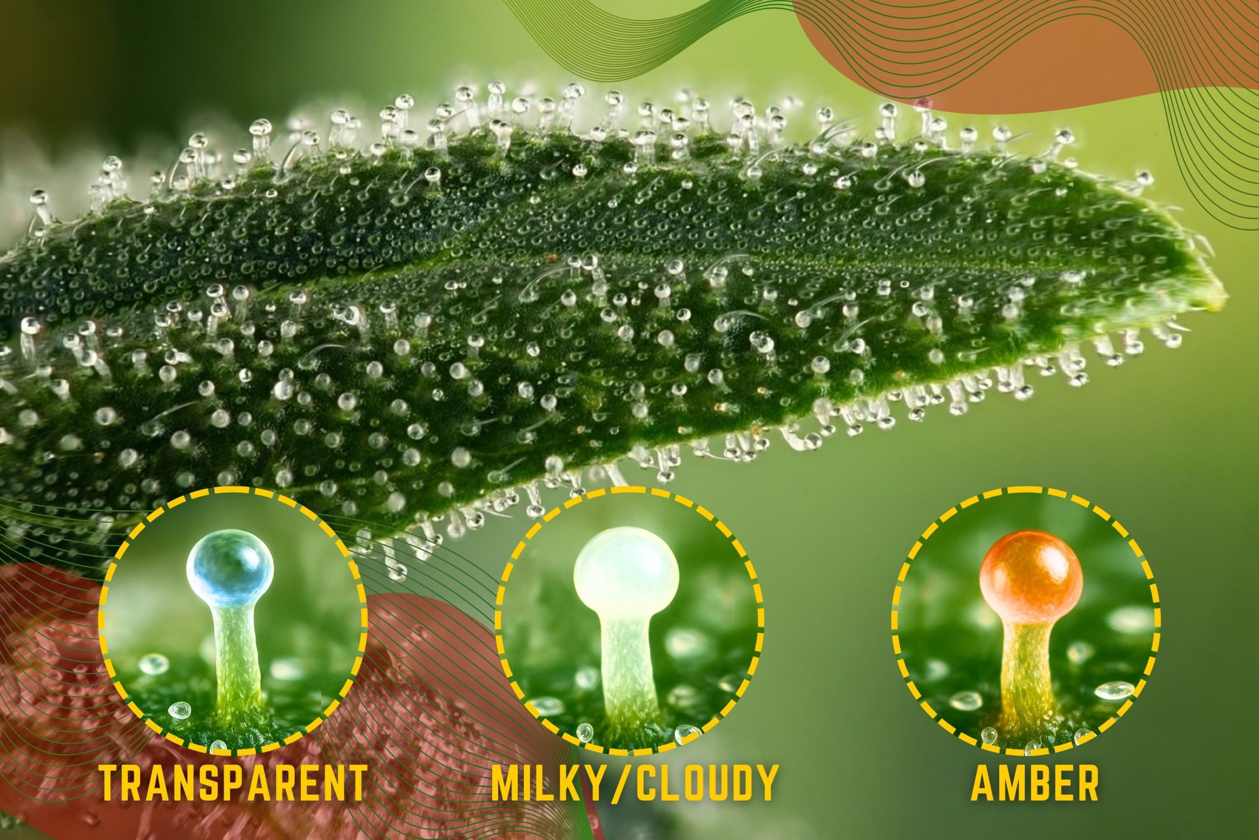 Cannabis Indications That It Is Ready To Be Harvested Trichome Color Scaled, Crop King Seeds