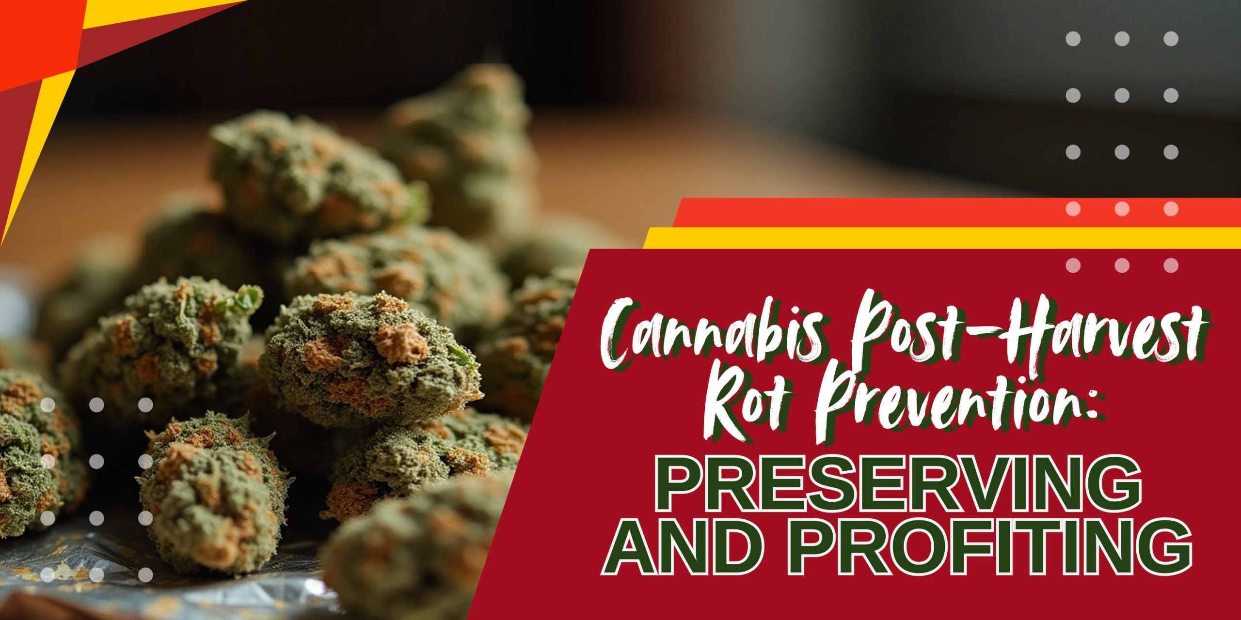 Cannabis Post-Harvest Rot Prevention_ Preserving and Profiting