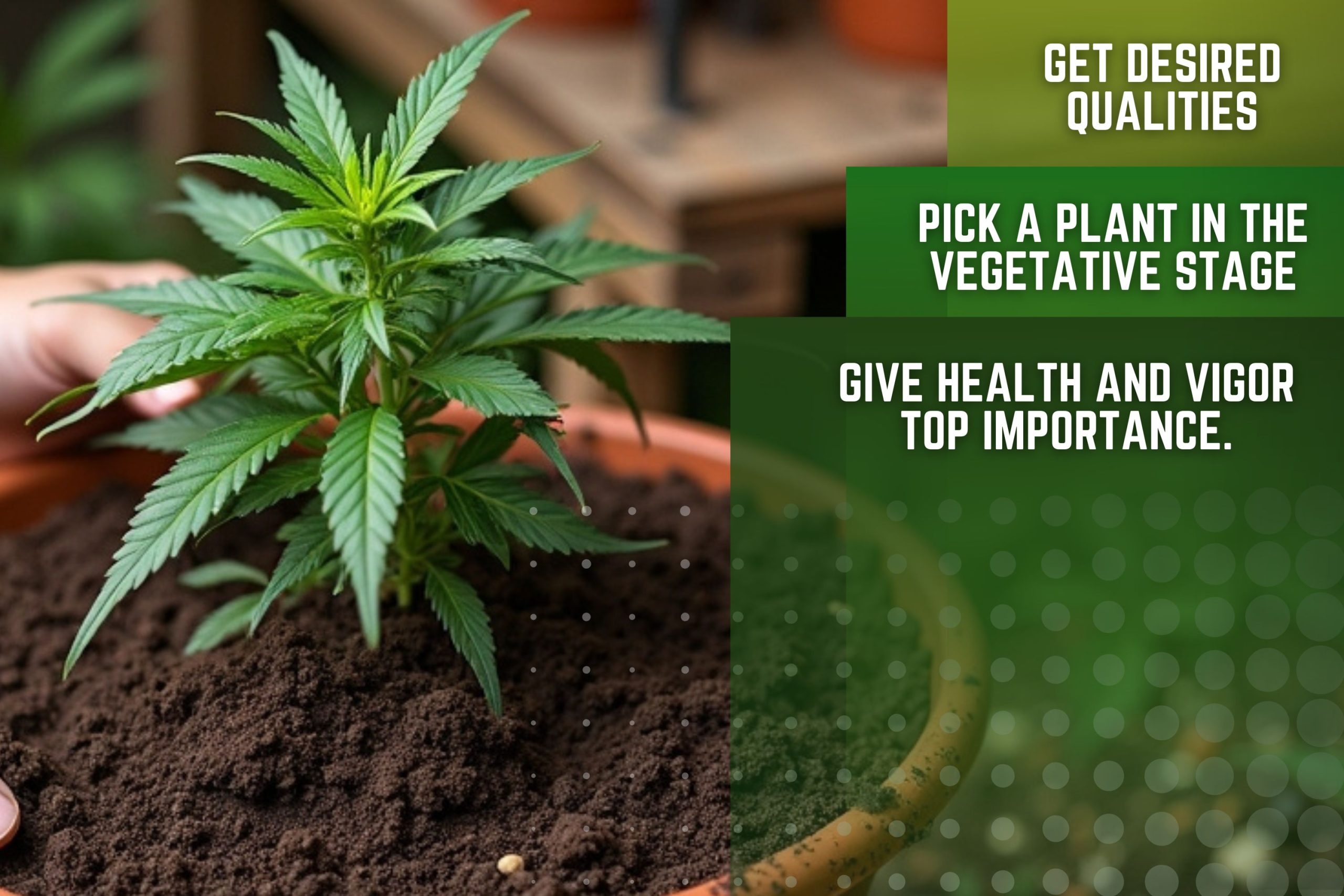 Choosing The Best Mother Plant For Cloning Scaled, Crop King Seeds