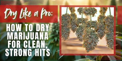 Dry Like a Pro_ How to Dry Marijuana for Clean, Strong Hits Dry Like A Pro How To Dry Marijuana For Clean Strong Hits, Crop King Seeds