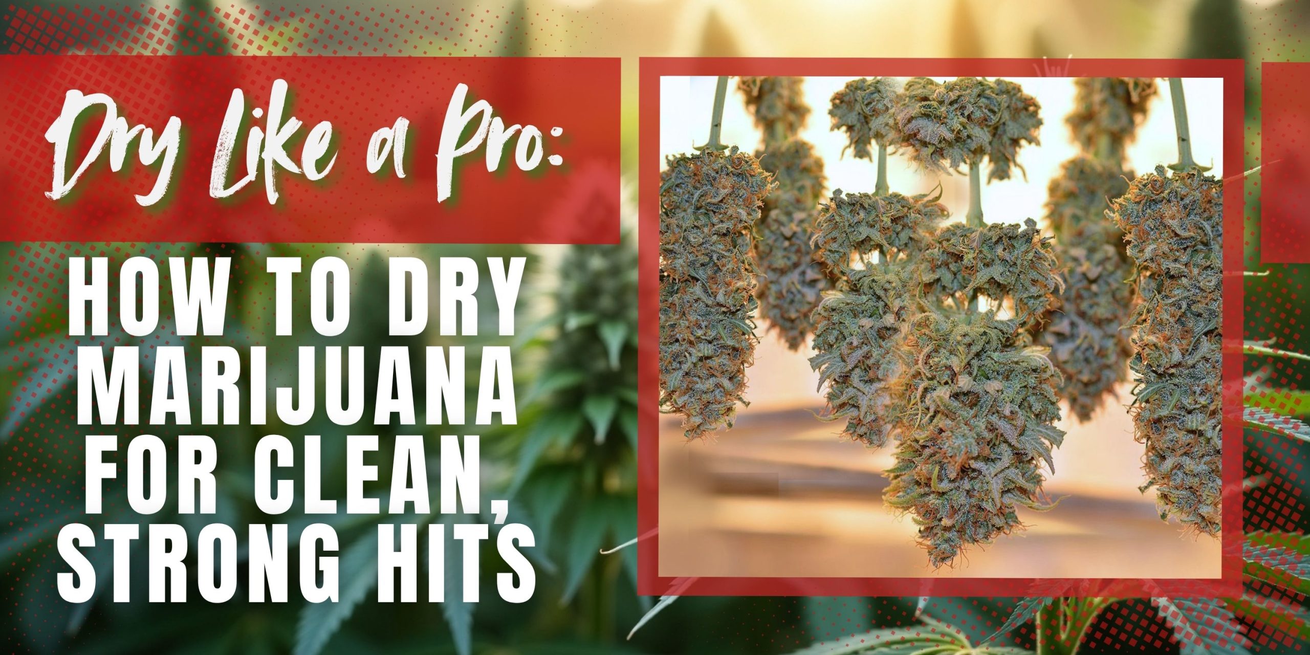 Dry Like a Pro_ How to Dry Marijuana for Clean, Strong Hits