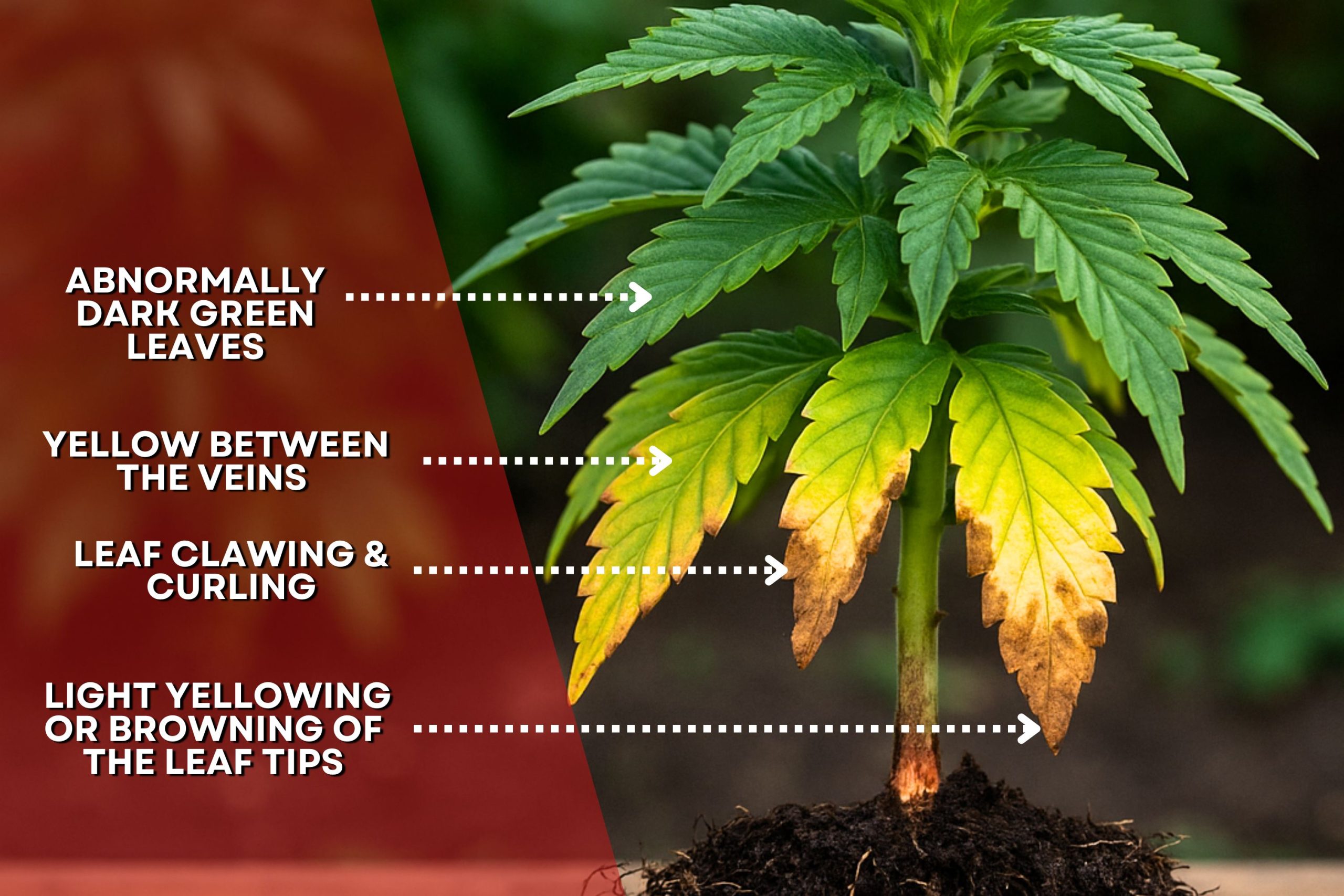 Finding Nutrient Burn In Cannabis Scaled, Crop King Seeds