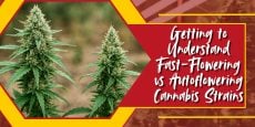 Getting to Understand Fast-Flowering vs Autoflowering Cannabis Strains