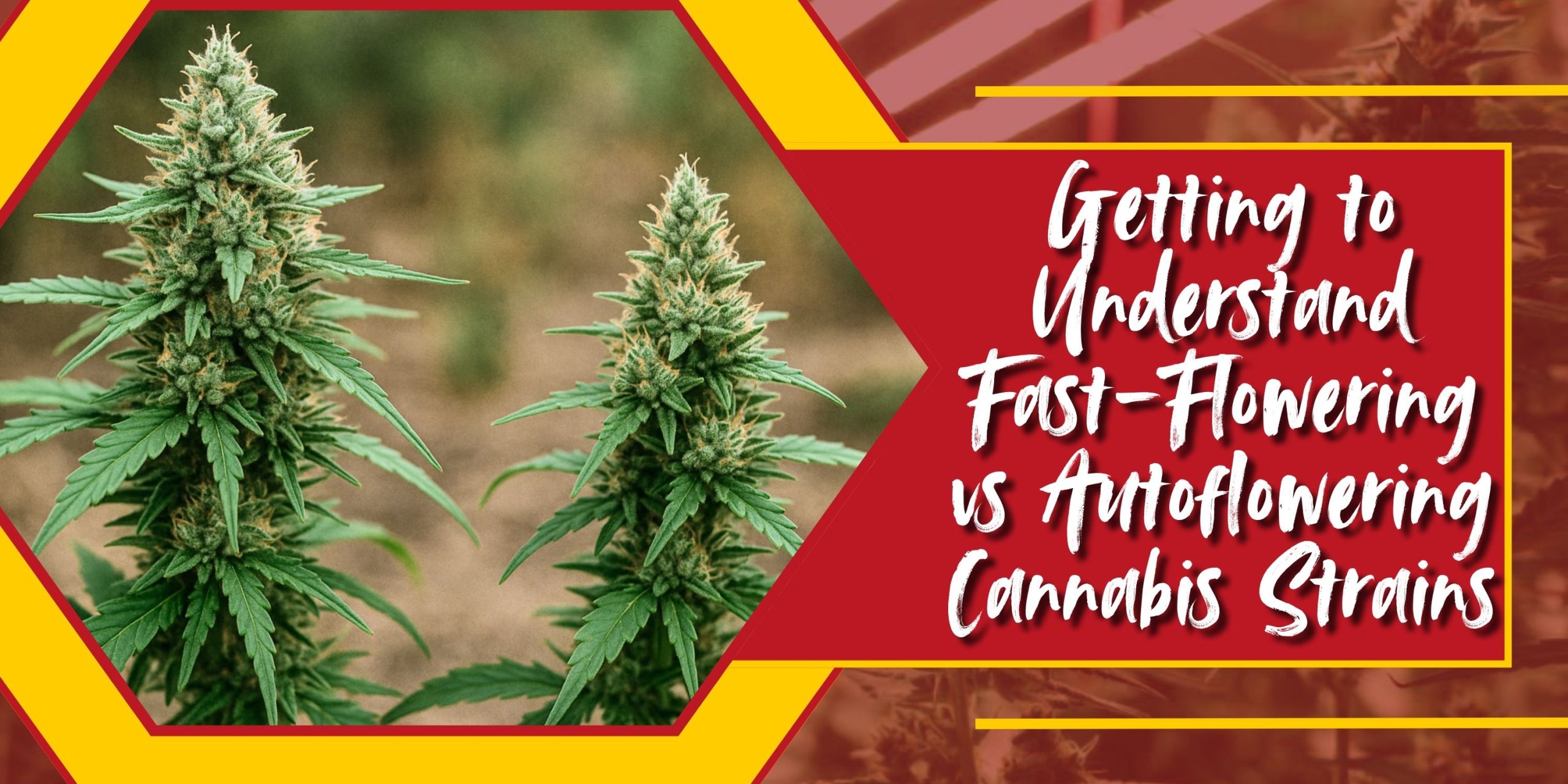 Getting to Understand Fast-Flowering vs Autoflowering Cannabis Strains Getting to Understand Fast-Flowering vs Autoflowering Cannabis Strains