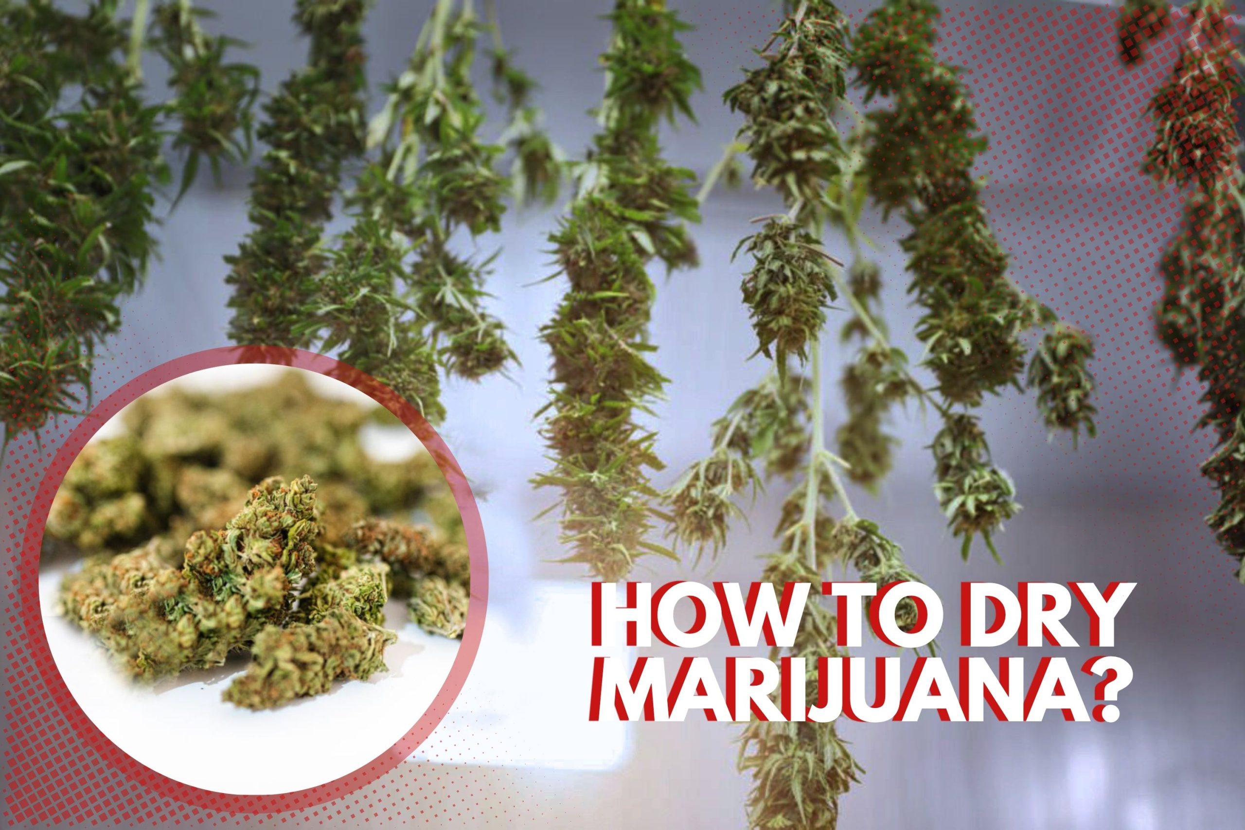 How To Dry Marijuana  The Essential Guide For A Quality Harvest Scaled, Crop King Seeds