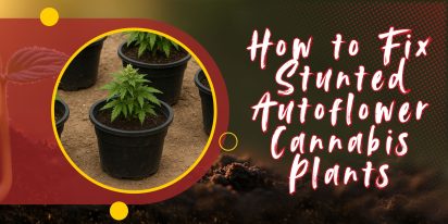 How To Fix Stunted Autoflower Cannabis Plants, Crop King Seeds