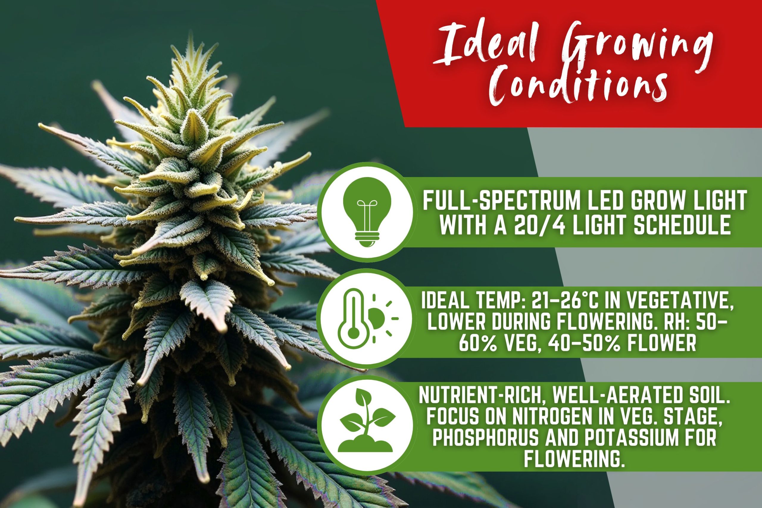 Ideal Growing Conditions Scaled, Crop King Seeds