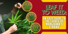 Leaf It to Weed_ An Easy Guide to the Leaves of Marijuana_s Strains