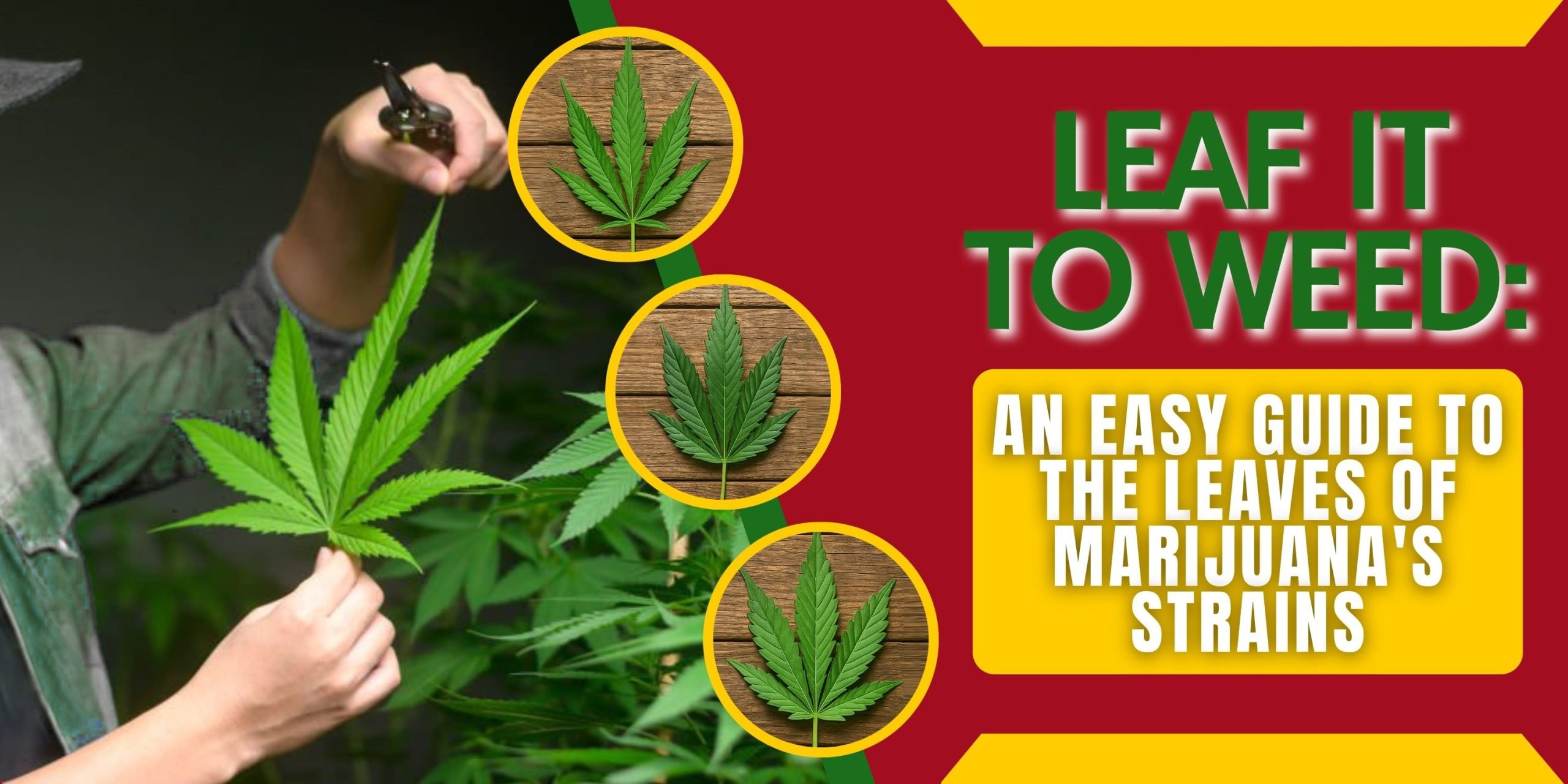 Leaf It to Weed_ An Easy Guide to the Leaves of Marijuana_s Strains