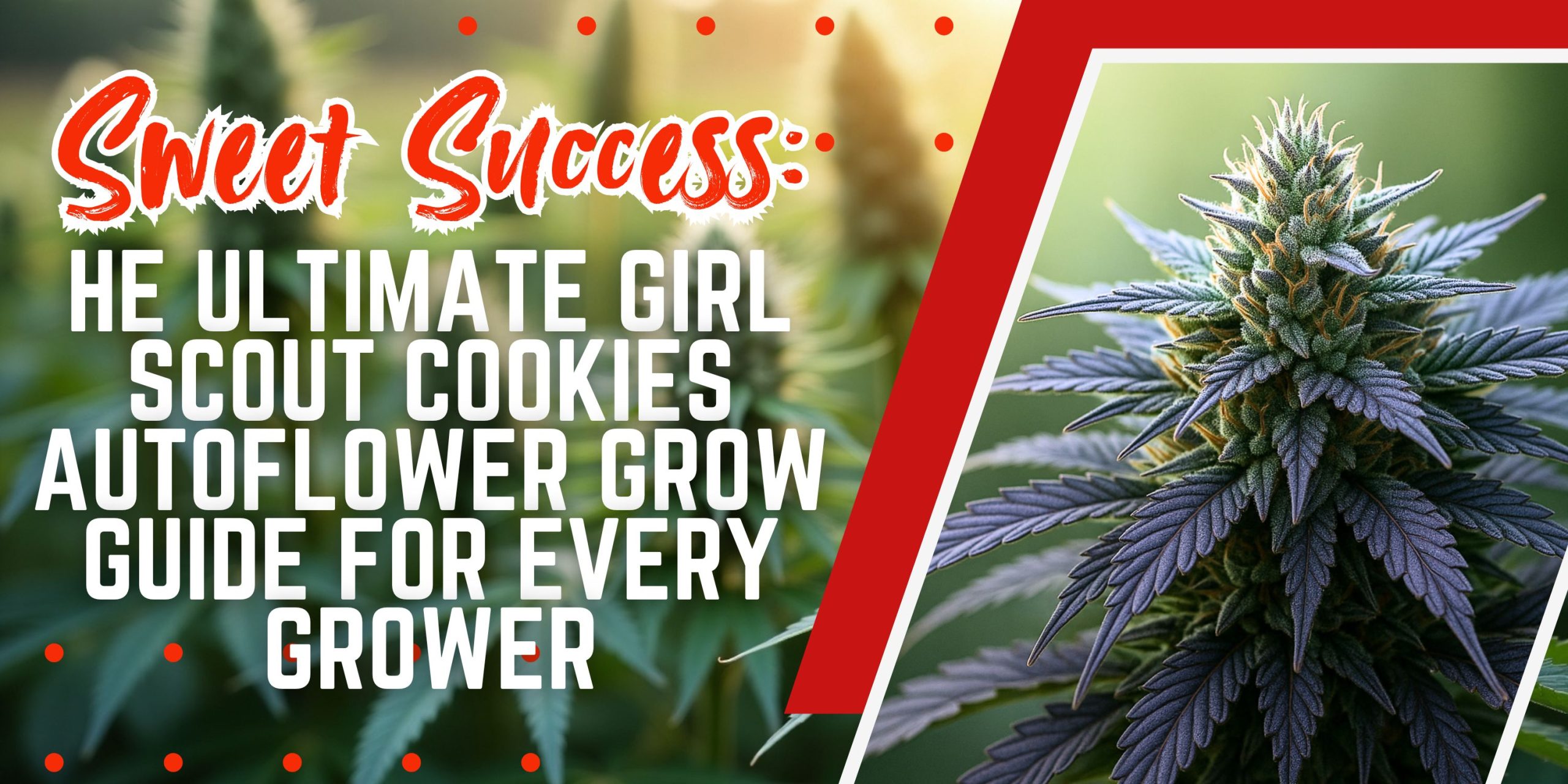 Sweet Success_ The Ultimate Girl Scout Cookies Autoflower Grow Guide for Every Grower