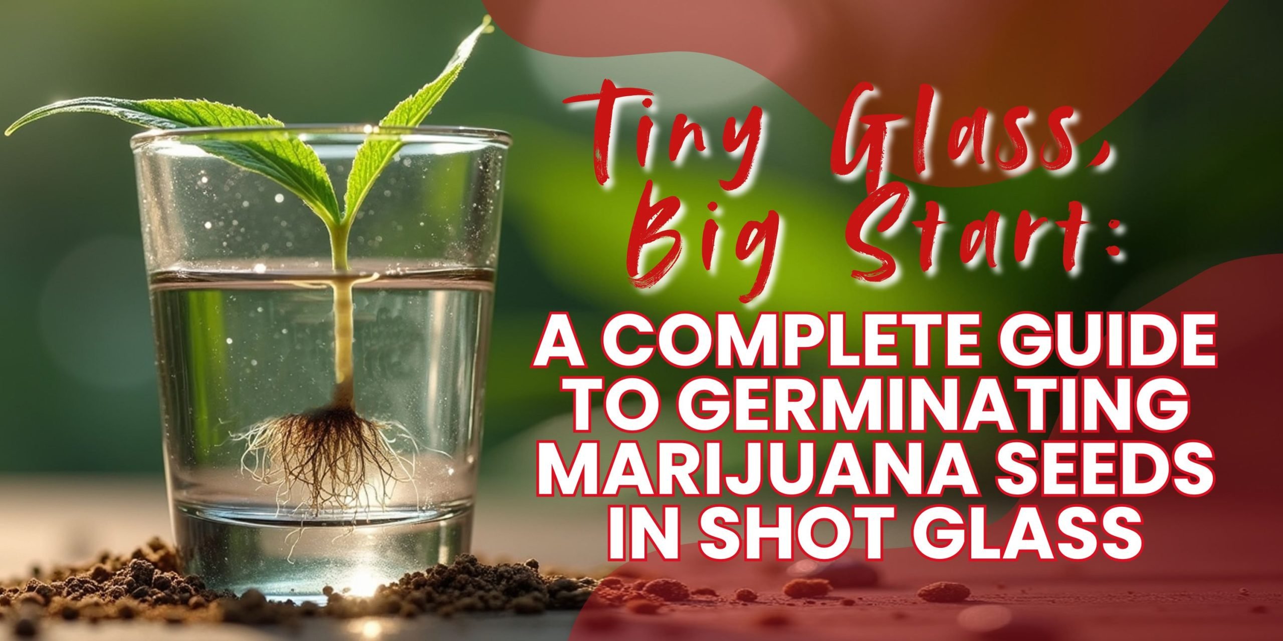 Tiny Glass, Big Start_ A Complete Guide to Germinating Marijuana Seeds in Shot Glass