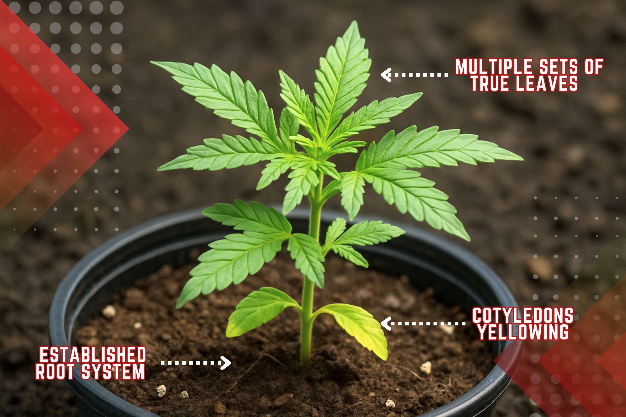 What Happens At Week 3 Scaled, Crop King Seeds