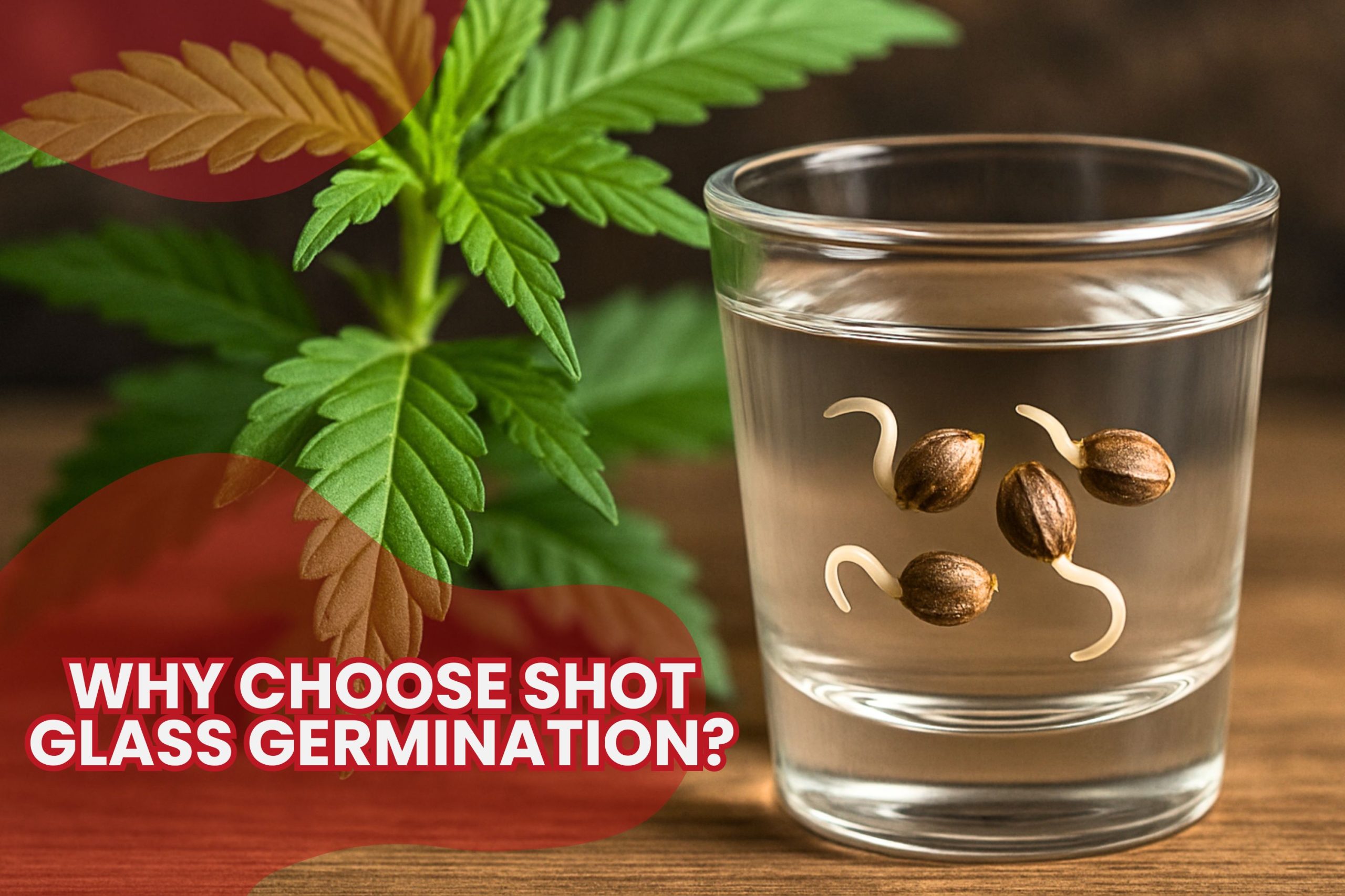 Why Choose Shot Glass Germination  Scaled, Crop King Seeds