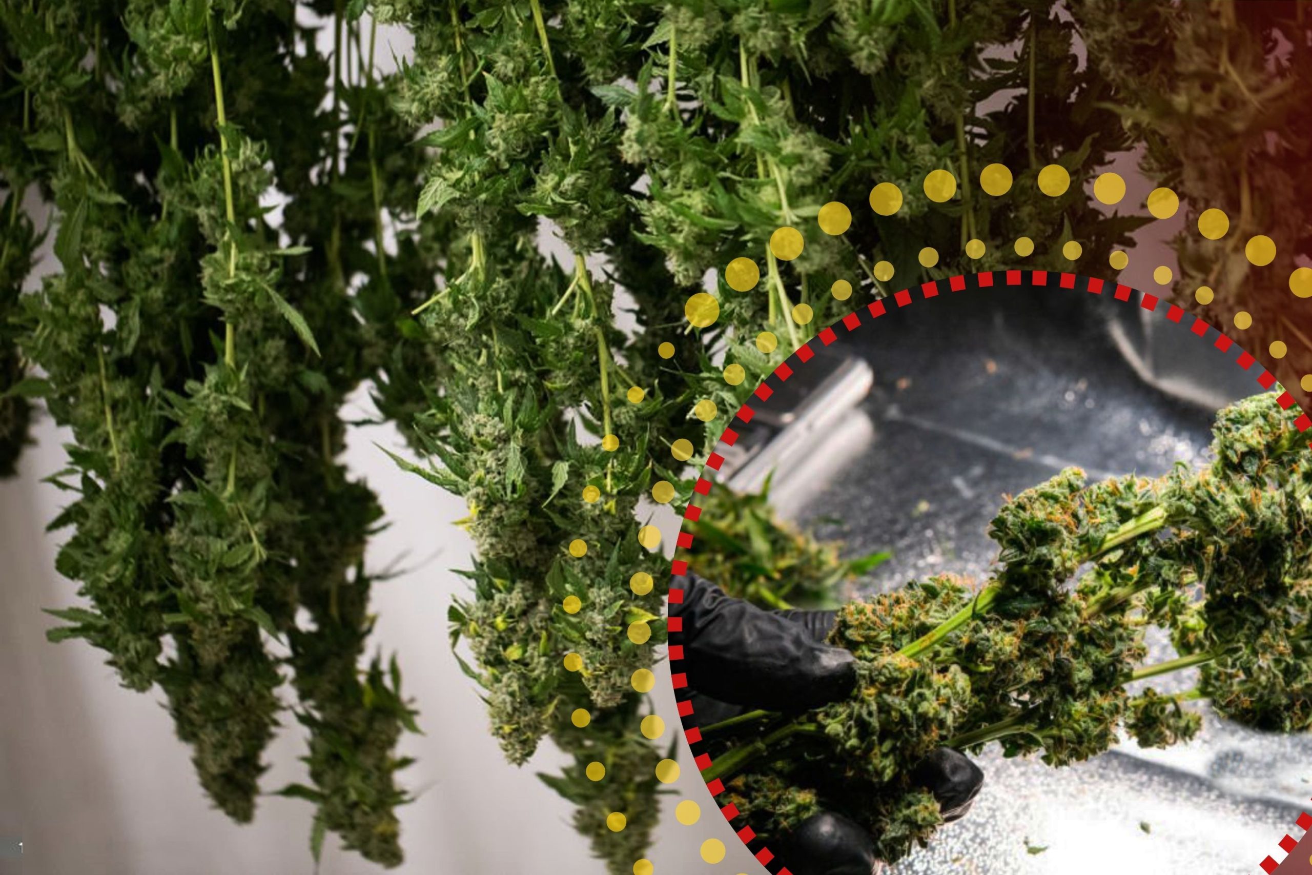 Why Drying Autoflowers Is So Important Scaled, Crop King Seeds
