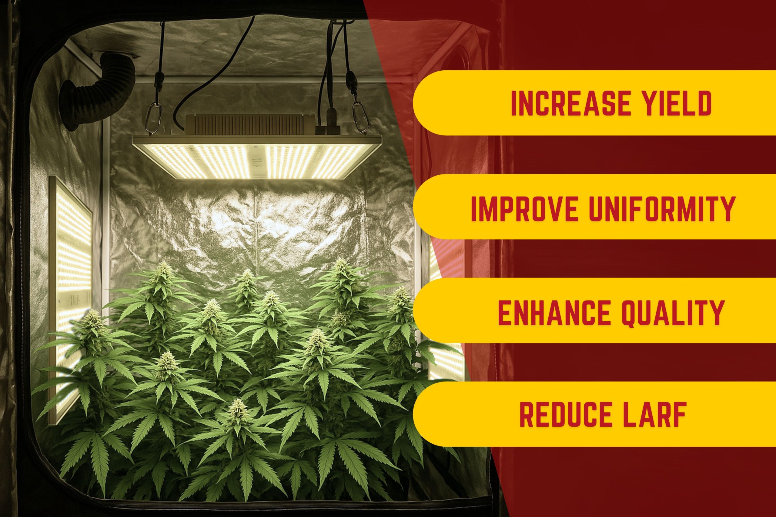Why Side Lighting Matters In Cannabis Cultivation Scaled, Crop King Seeds