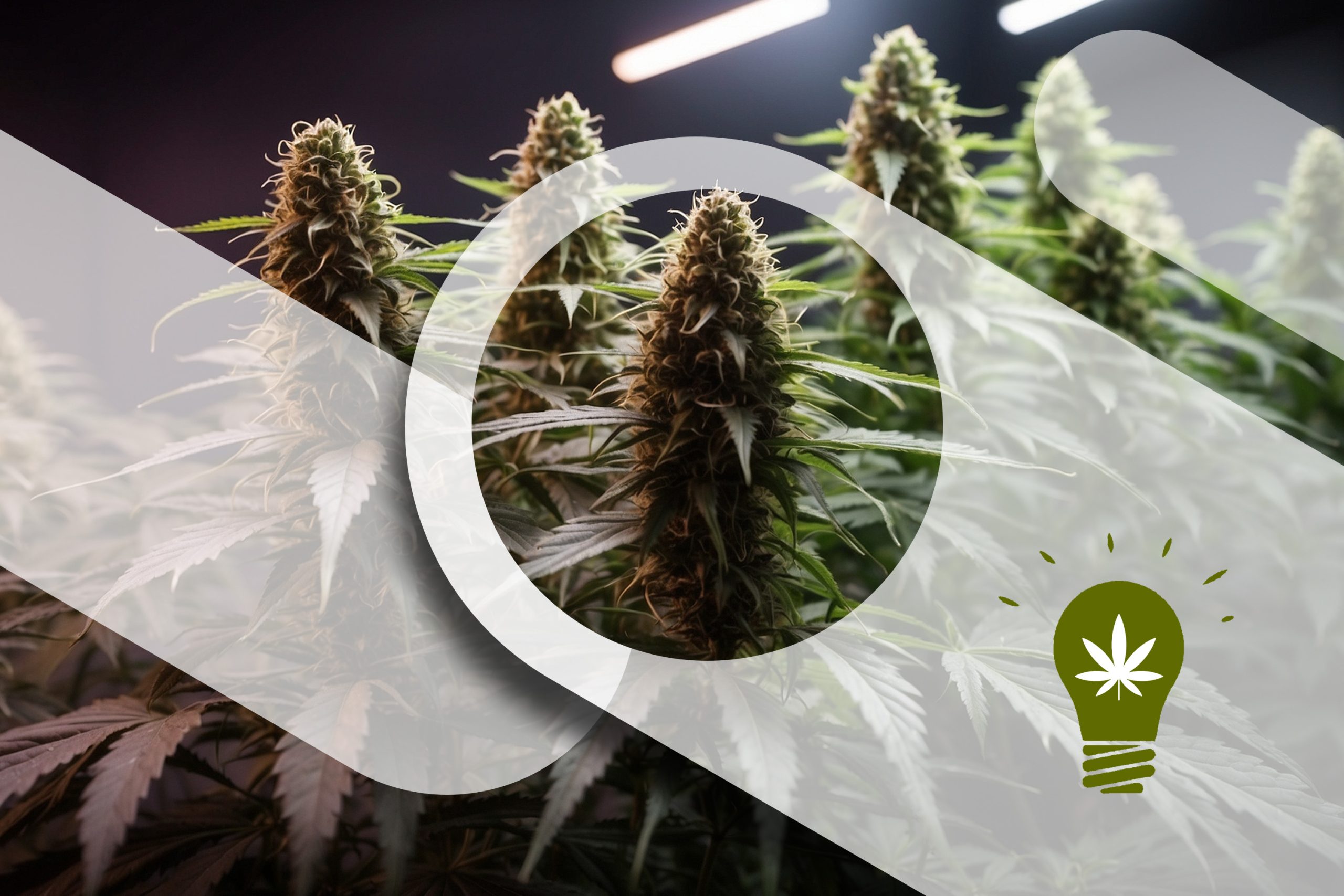 Best Light Exposure For Increased Terpene Generation Scaled, Crop King Seeds