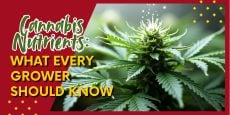 Cannabis Nutrients_ What Every Grower Should Know
