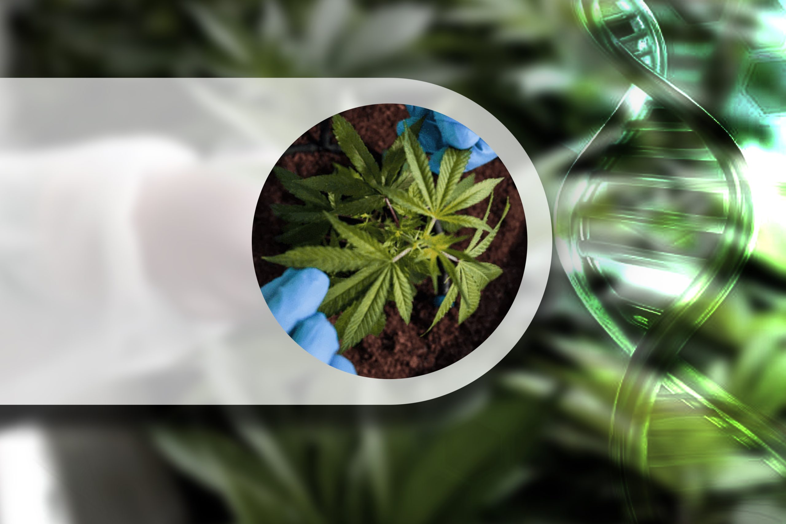 Choosing Ideal Genes For Optimal Terpene Potential Scaled, Crop King Seeds