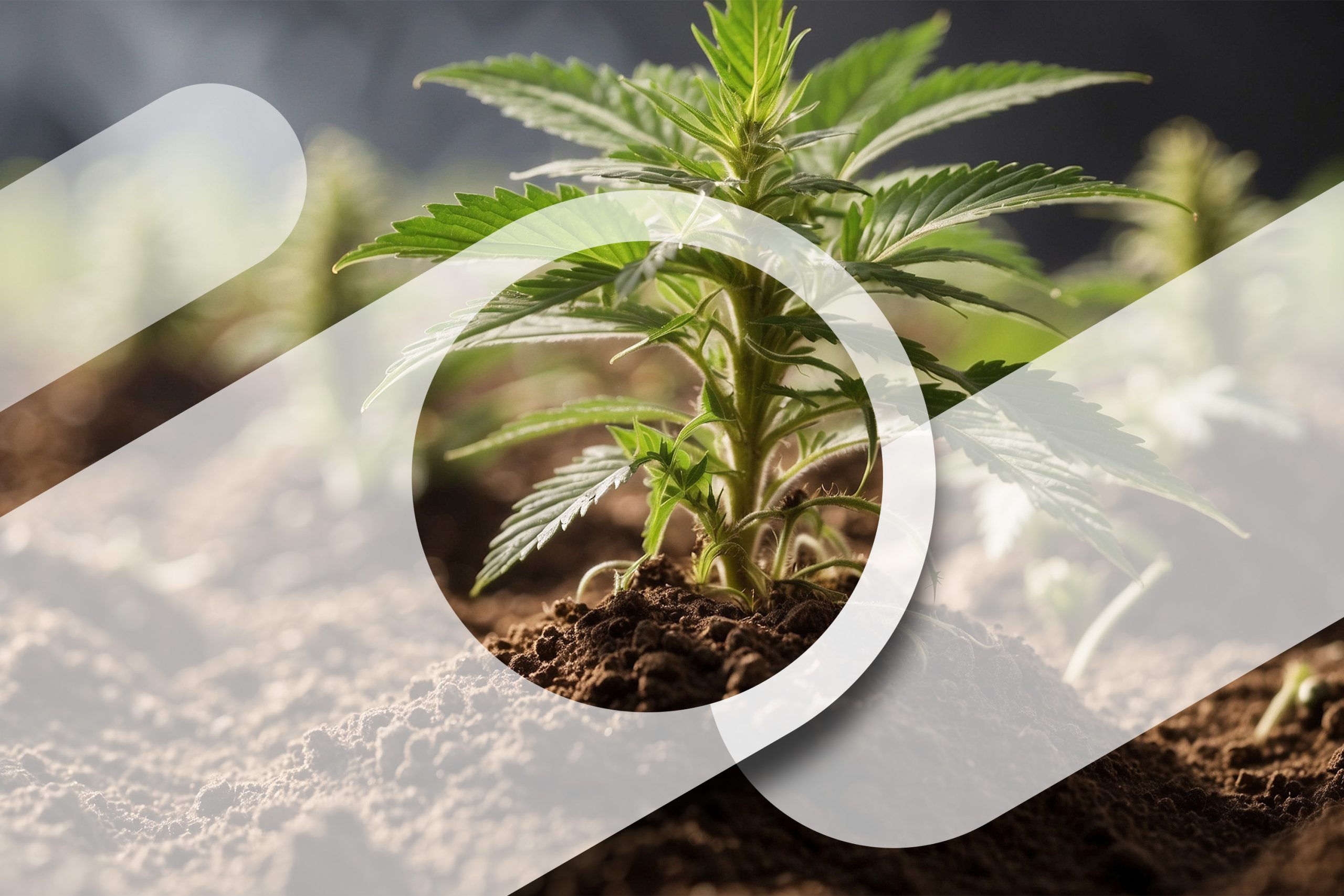 Growing In Living Dirt For Terpene Rich Marijuana Scaled, Crop King Seeds