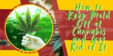 How to Keep Mold Off of Cannabis and Get Rid of It