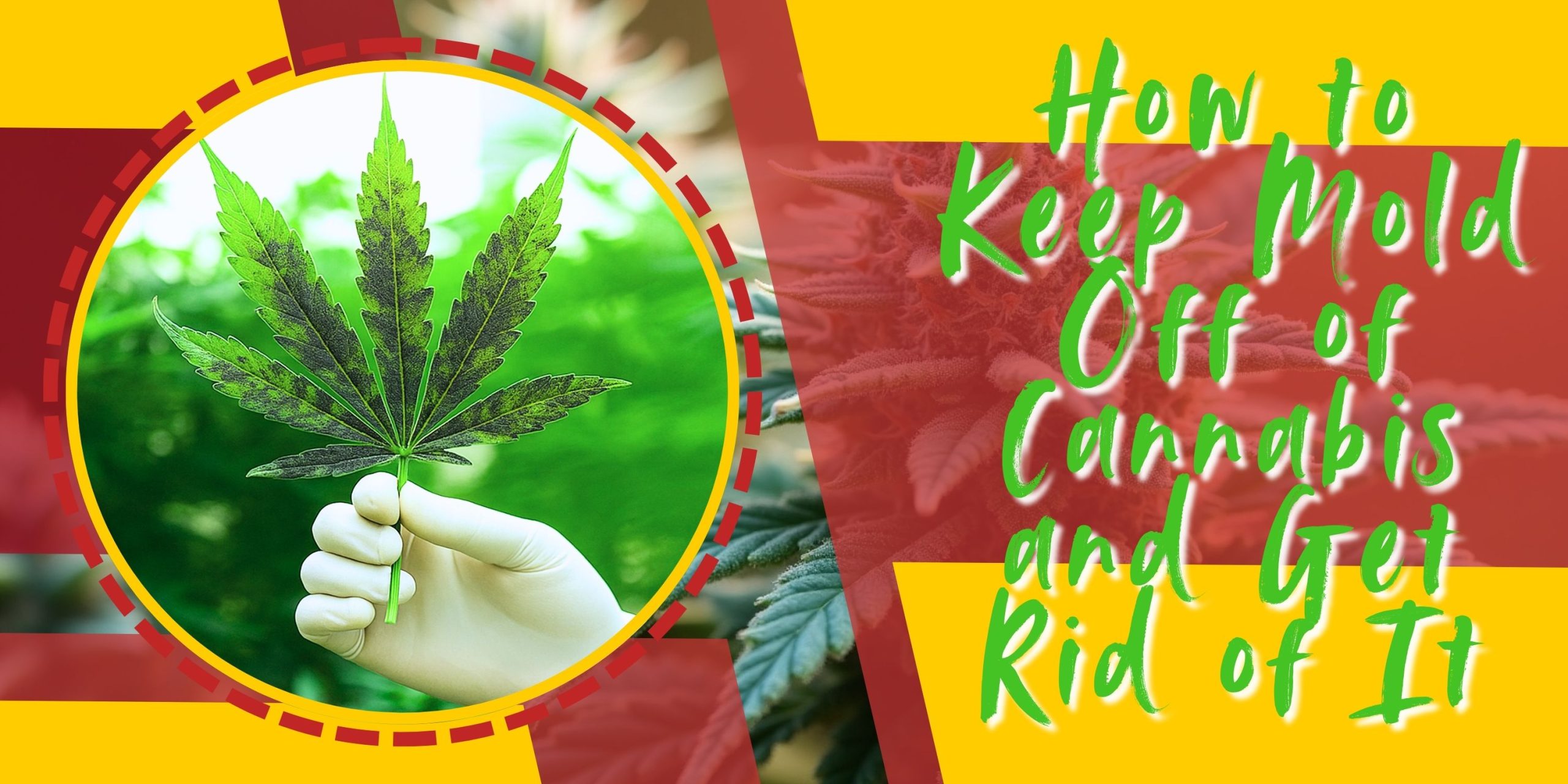 How to Keep Mold Off of Cannabis and Get Rid of It