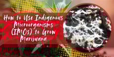 How to Use Indigenous Microorganisms (IMOs) to Grow Marijuana