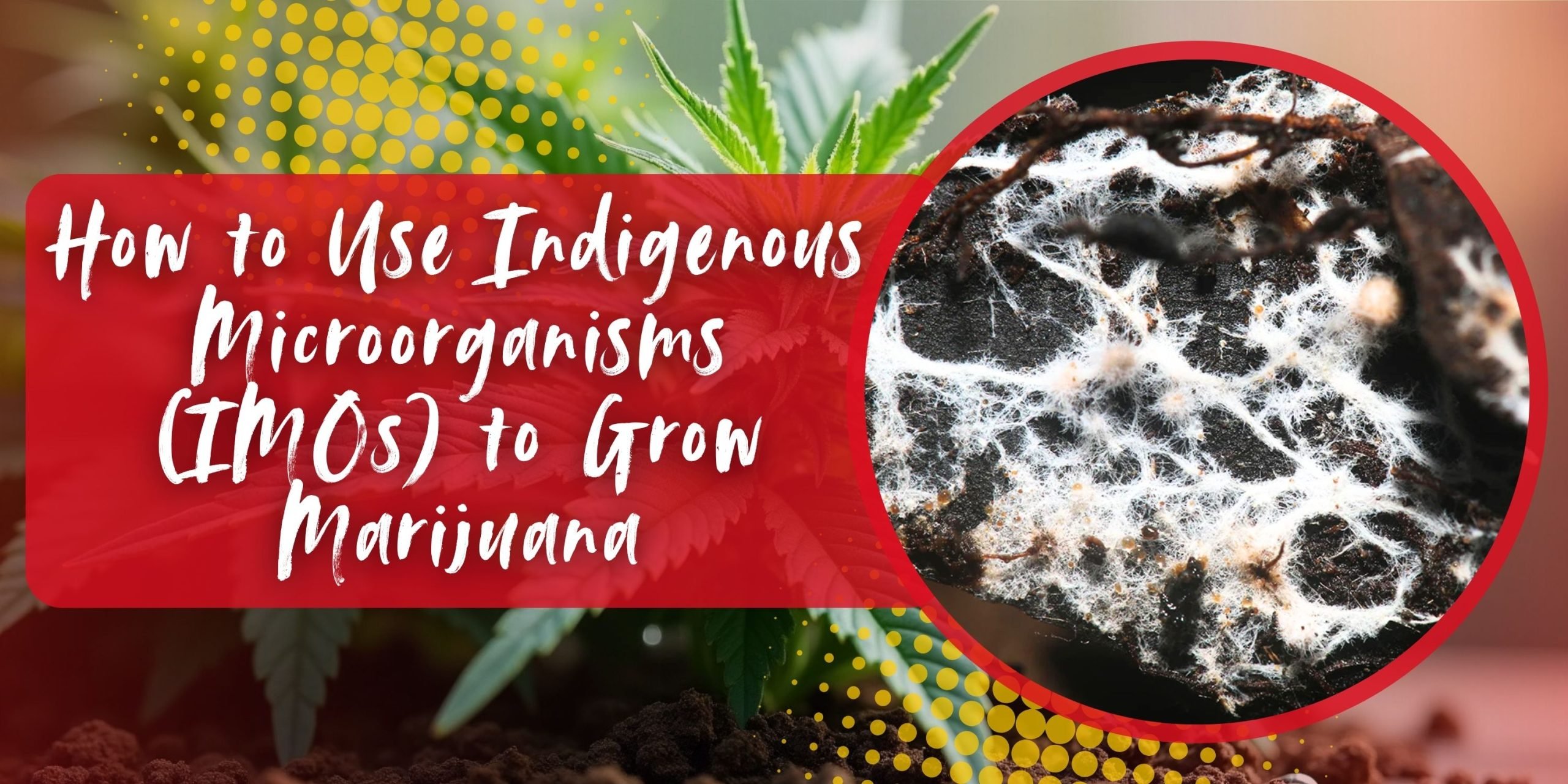 How to Use Indigenous Microorganisms (IMOs) to Grow Marijuana