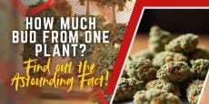 How much bud from one plant? Find out the Astounding Fact!