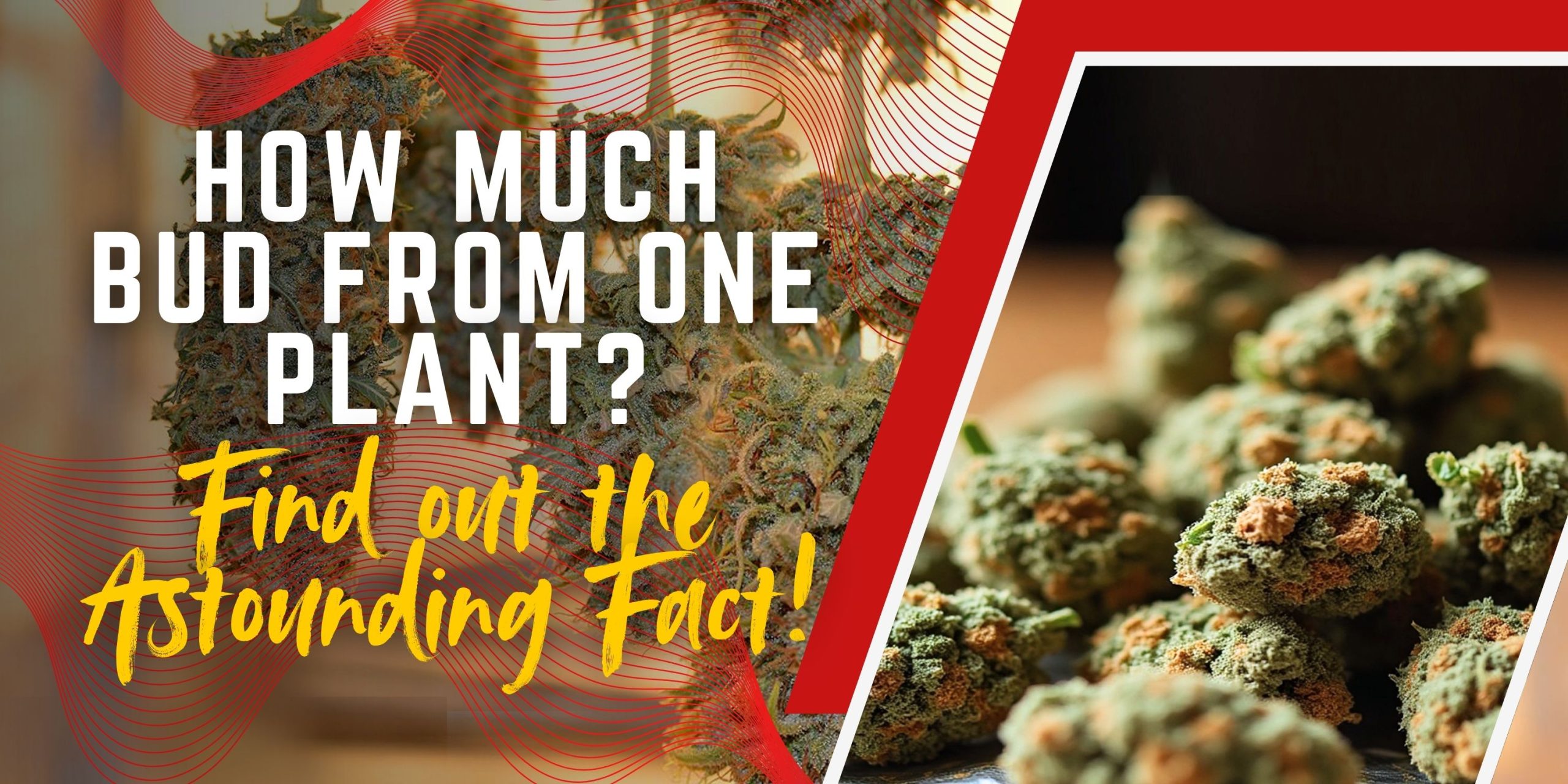 How much bud from one plant? Find out the Astounding Fact!
