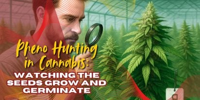 Pheno Hunting in Cannabis_ How to Find the Best Genetics for Faster Growth Pheno Hunting In Cannabis How To Find The Best Genetics For Faster Growth, Crop King Seeds