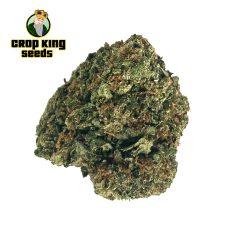 Rainbow Runtz Weed Flower