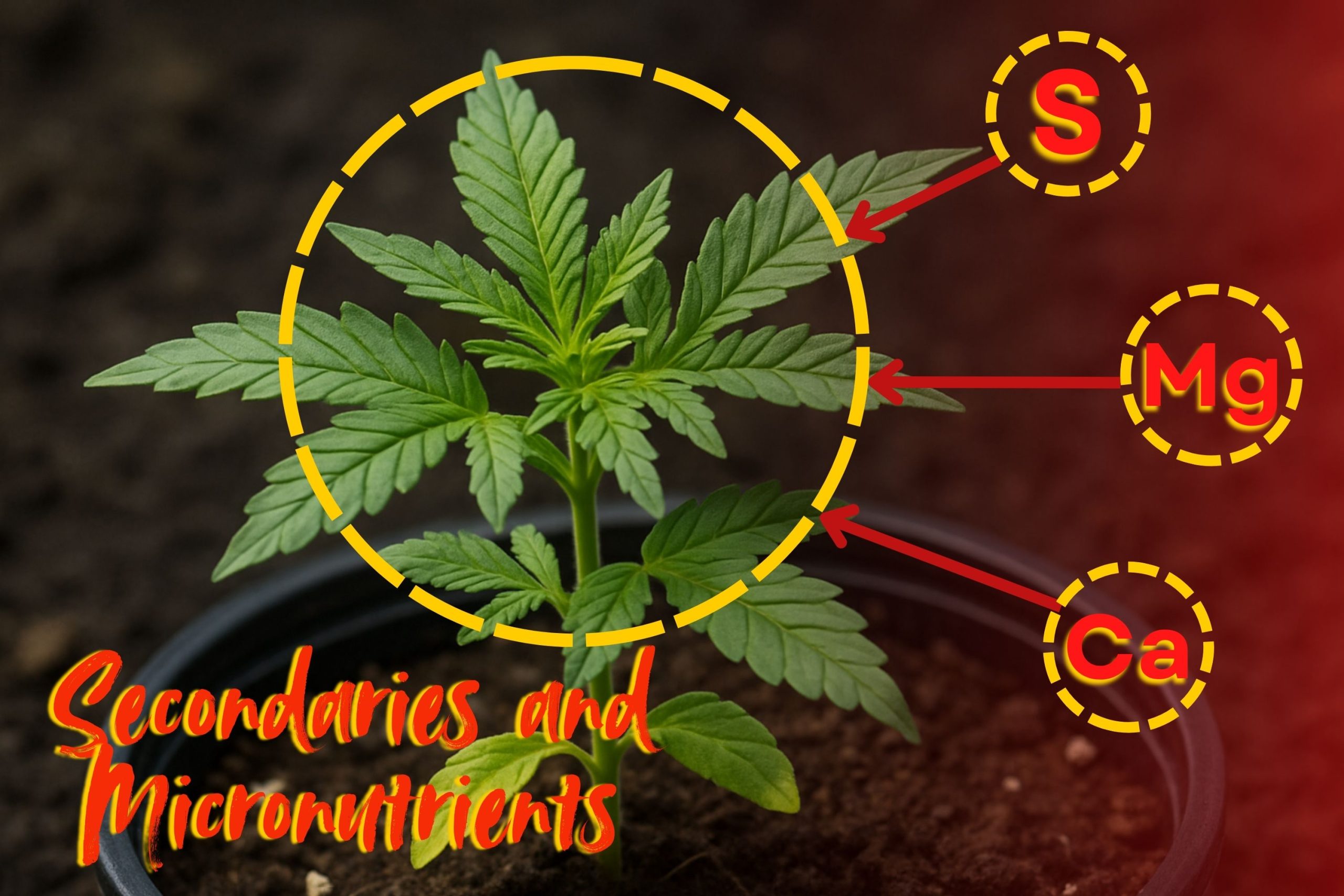 Secondaries And Micronutrients Scaled, Crop King Seeds