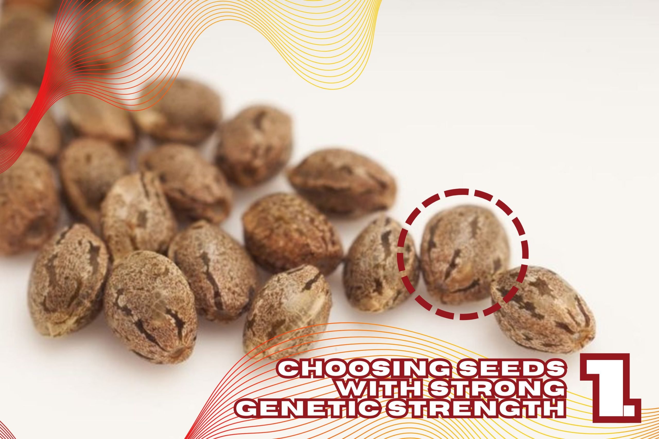 Step 1  Choosing Seeds With Strong Genetic Strength  Scaled, Crop King Seeds