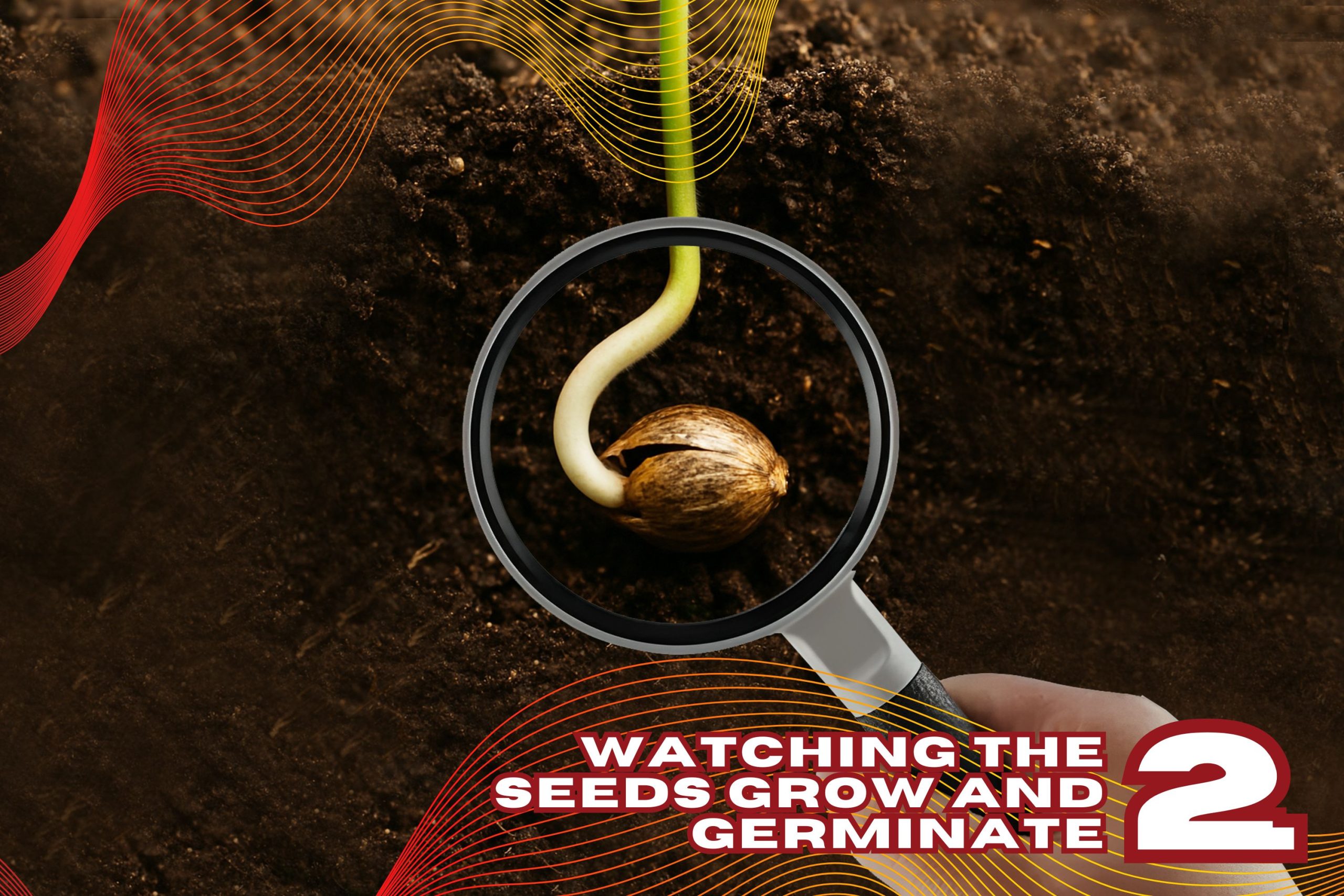 Step 2  Watching The Seeds Grow And Germinate Scaled, Crop King Seeds