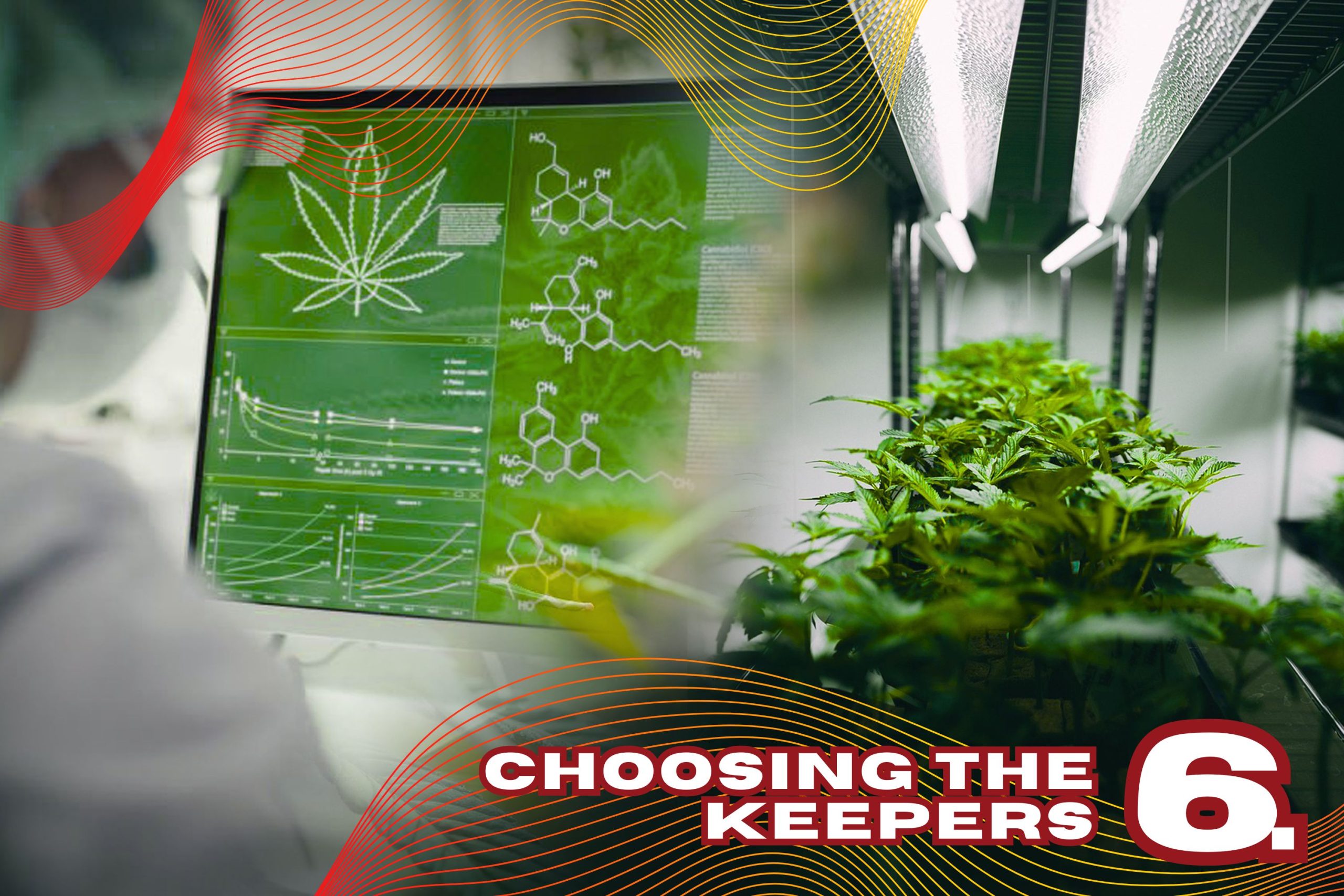 Step 6  Choosing The Keepers Scaled, Crop King Seeds