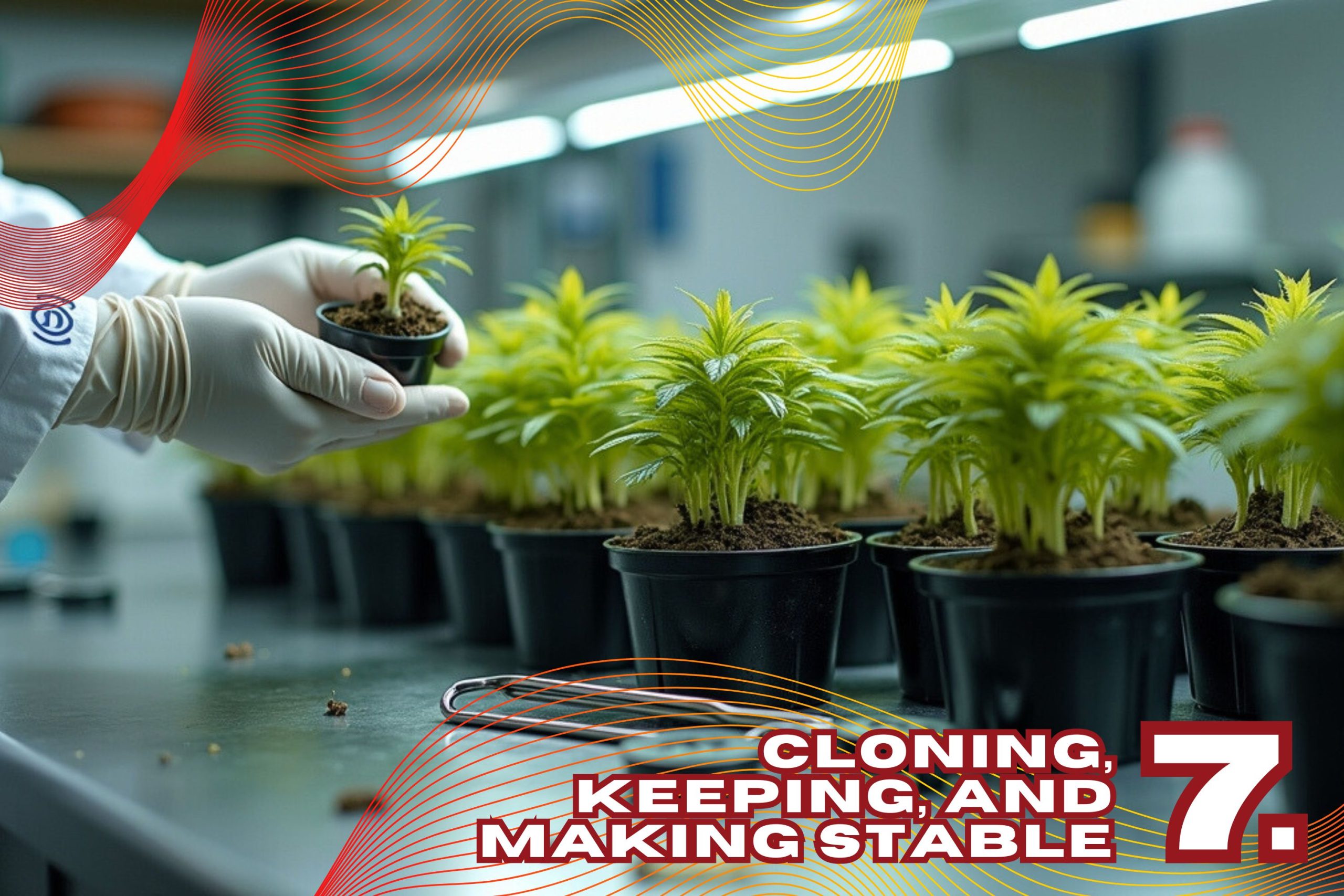 Step 7  Cloning Keeping And Making Stable Scaled, Crop King Seeds