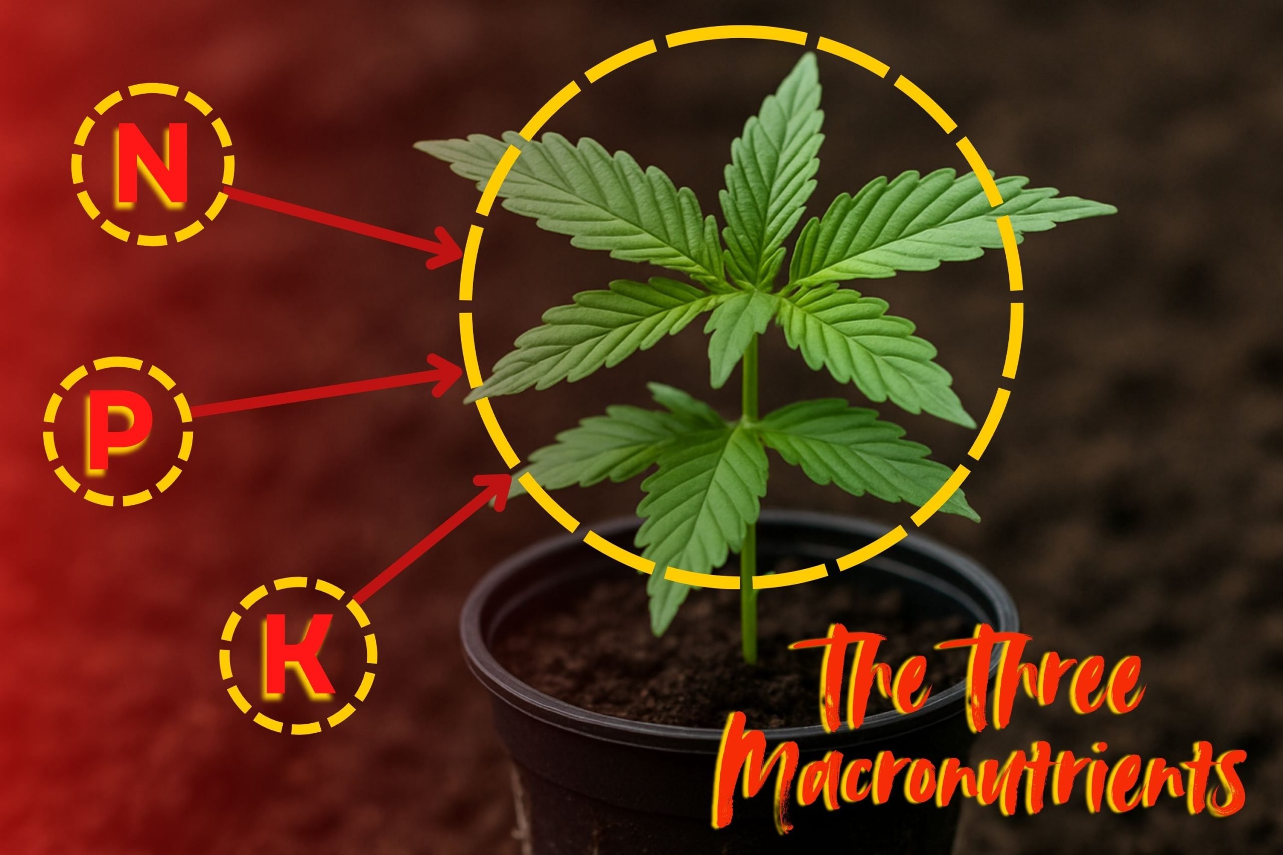 The Three Macronutrients  Potassium Phosphorus And Nitrogen Scaled, Crop King Seeds
