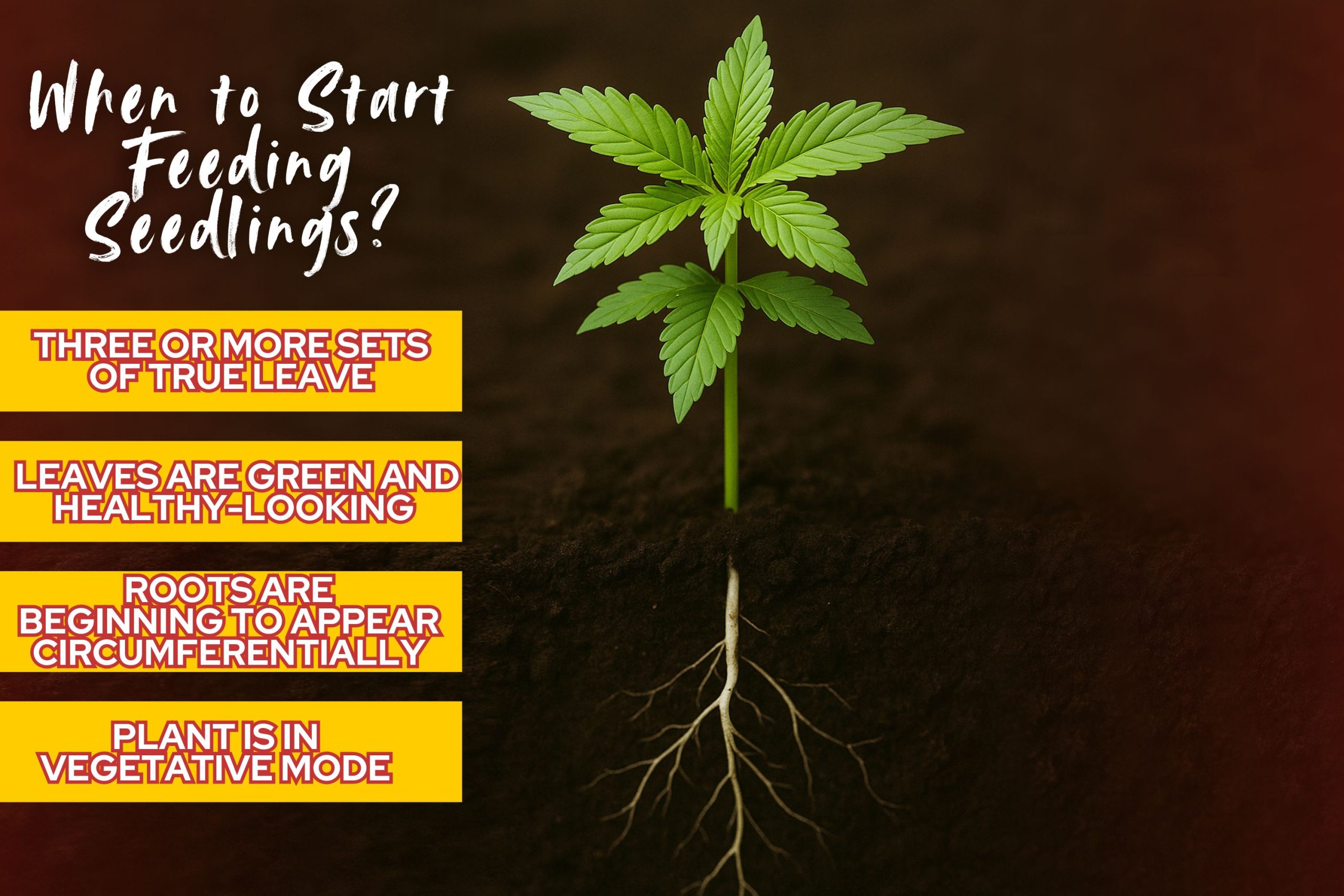When To Start Feeding Seedlings Scaled, Crop King Seeds