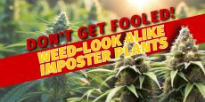 Don't Get Fooled! Weed-Look alike Imposter Plants