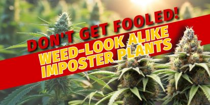 Don't Get Fooled! Weed-Look alike Imposter Plants Don T Get Fooled Weed Look Alike Imposter Plants, Crop King Seeds